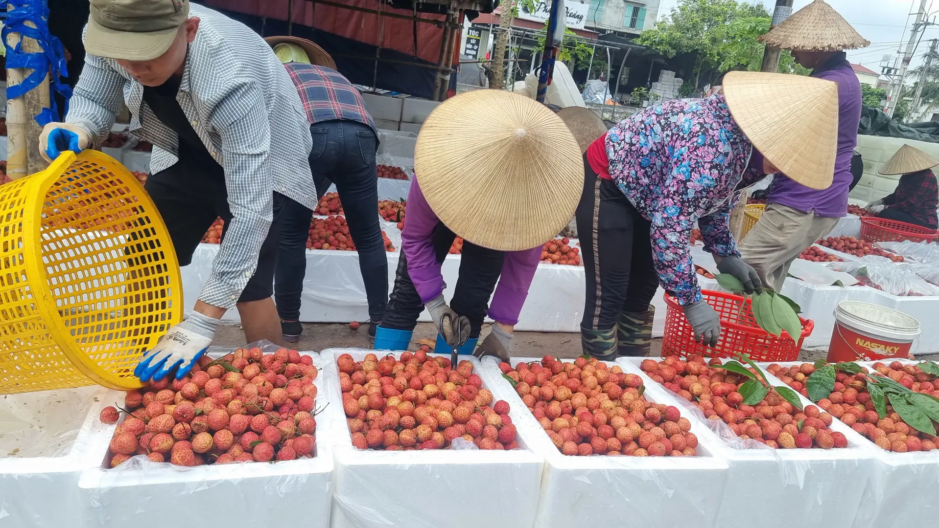 Hải Dương: Loại quả đặc sản, ngon nhất ở Thanh Hà hấp dẫn như thế nào?