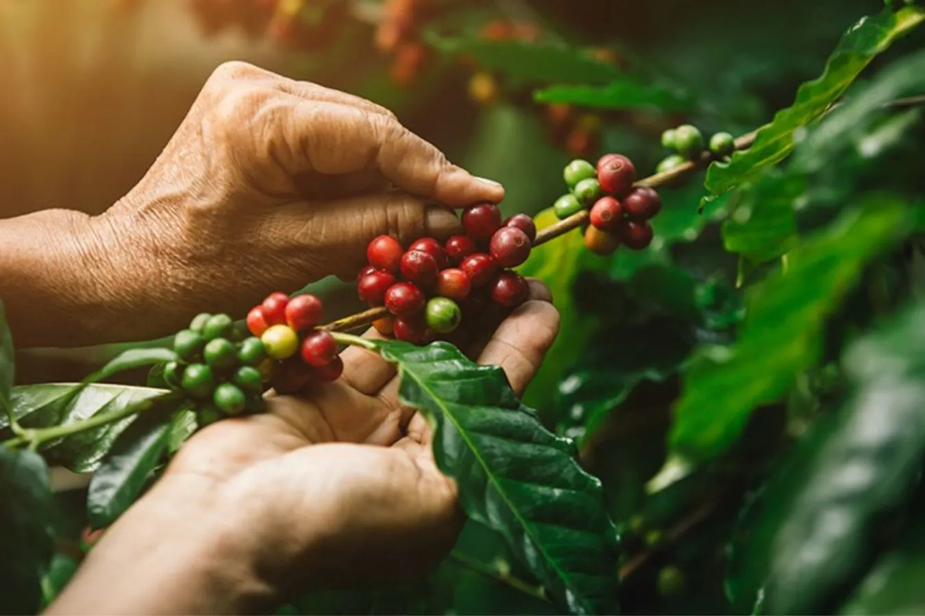 Giá cà phê hôm nay 1/6: Tăng gần 10.000 đồng/kg trong tháng 5/2023