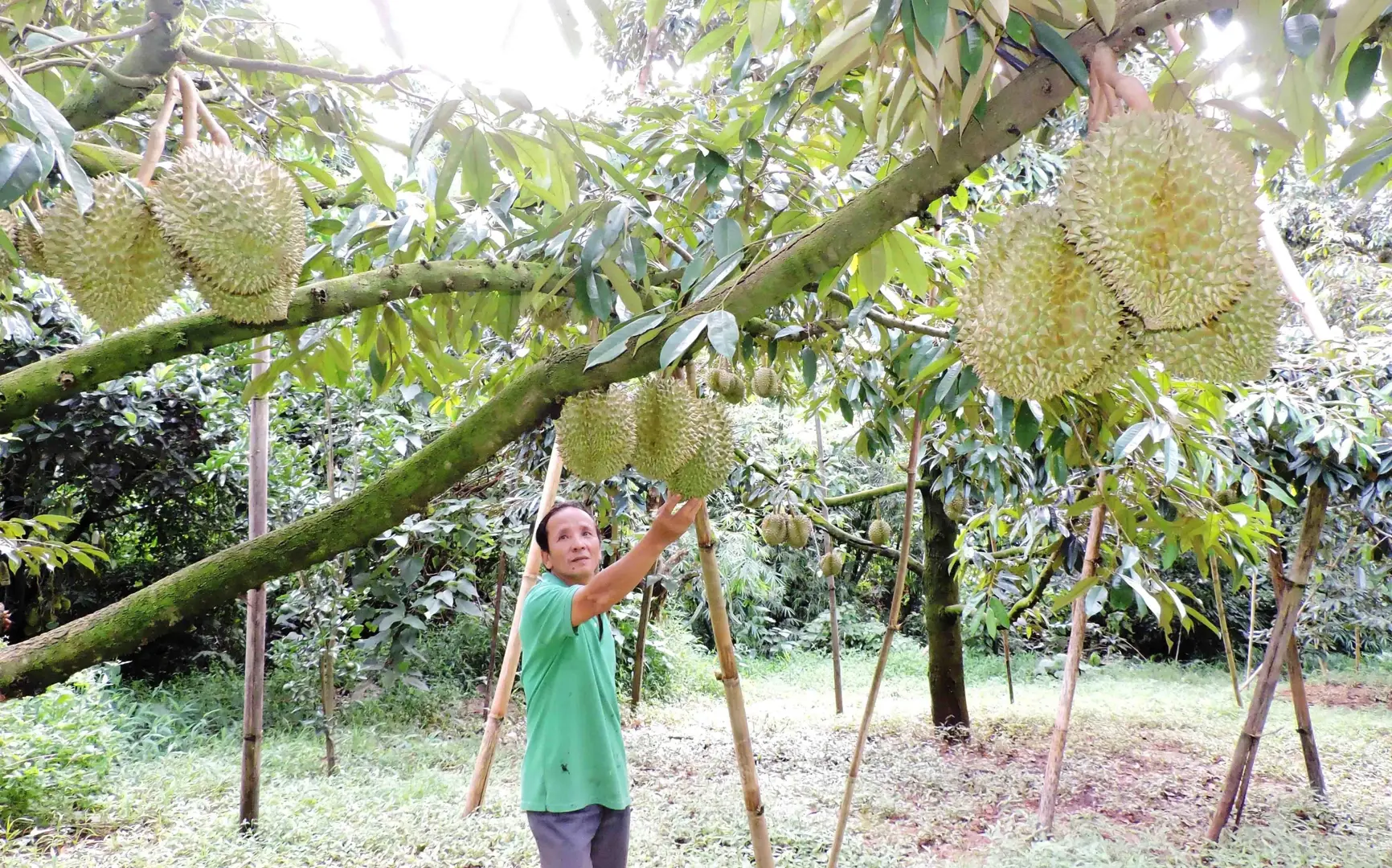 Phát triển 'nóng" các loại nông sản ở Tây Nguyên: Đâu là giải pháp?