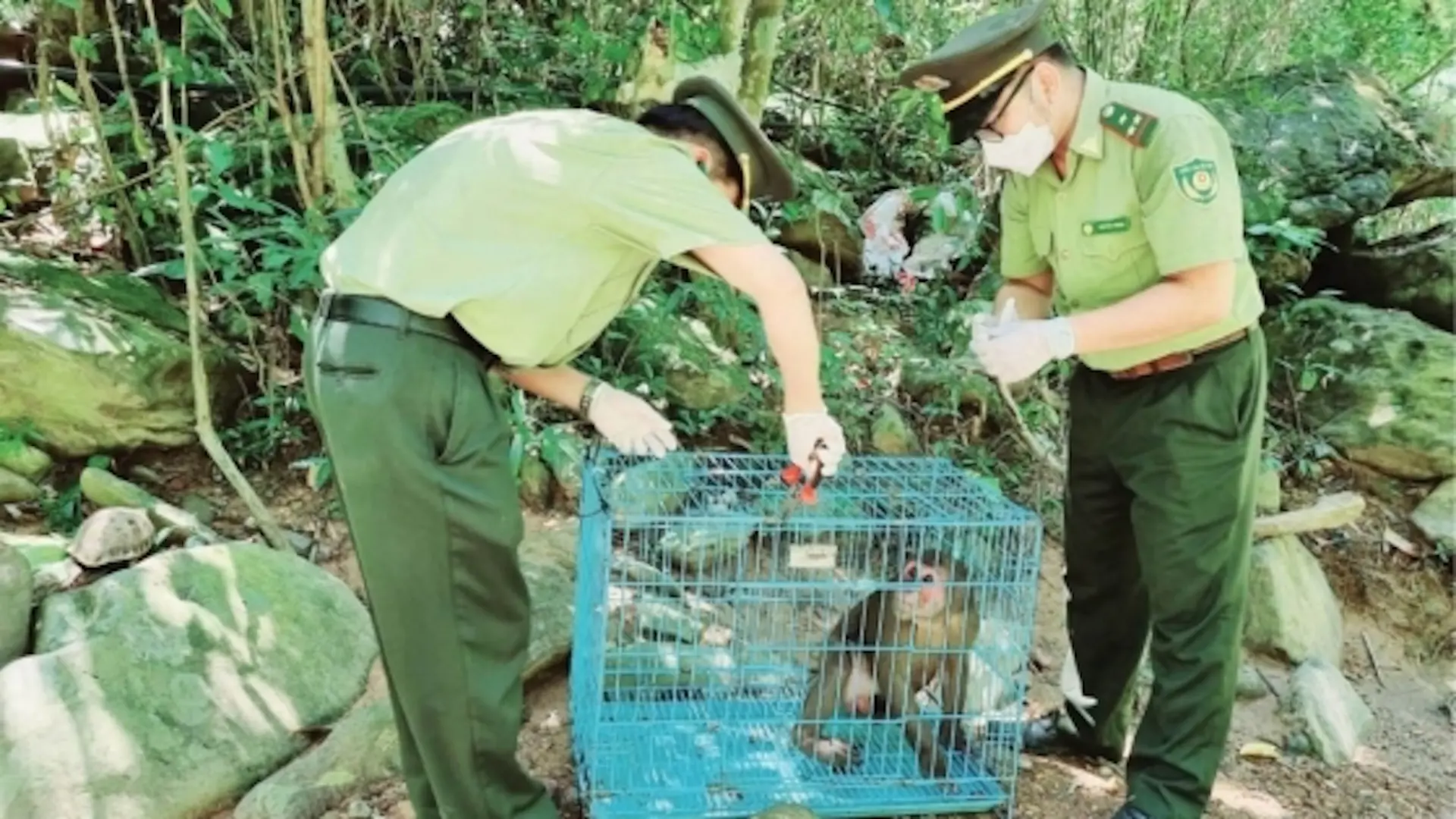 Làm gì để ngăn nguy cơ động vật hoang dã rơi vào bờ vực tuyệt chủng?