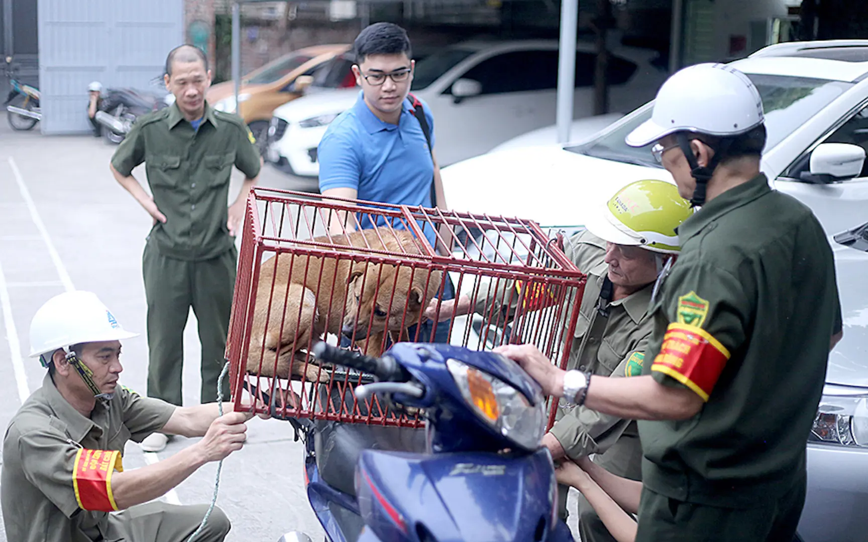 Cầu Giấy, Hoàng Mai phải trở thành “vùng an toàn bệnh Dại” trong năm 2023