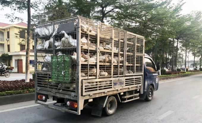 Ngăn chặn hành vi buôn bán, vận chuyển trái phép gia cầm qua biên giới 