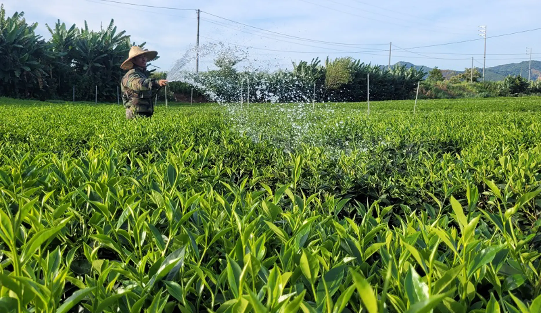 Hà Tĩnh: Nỗ lực chống hạn cho cây chè