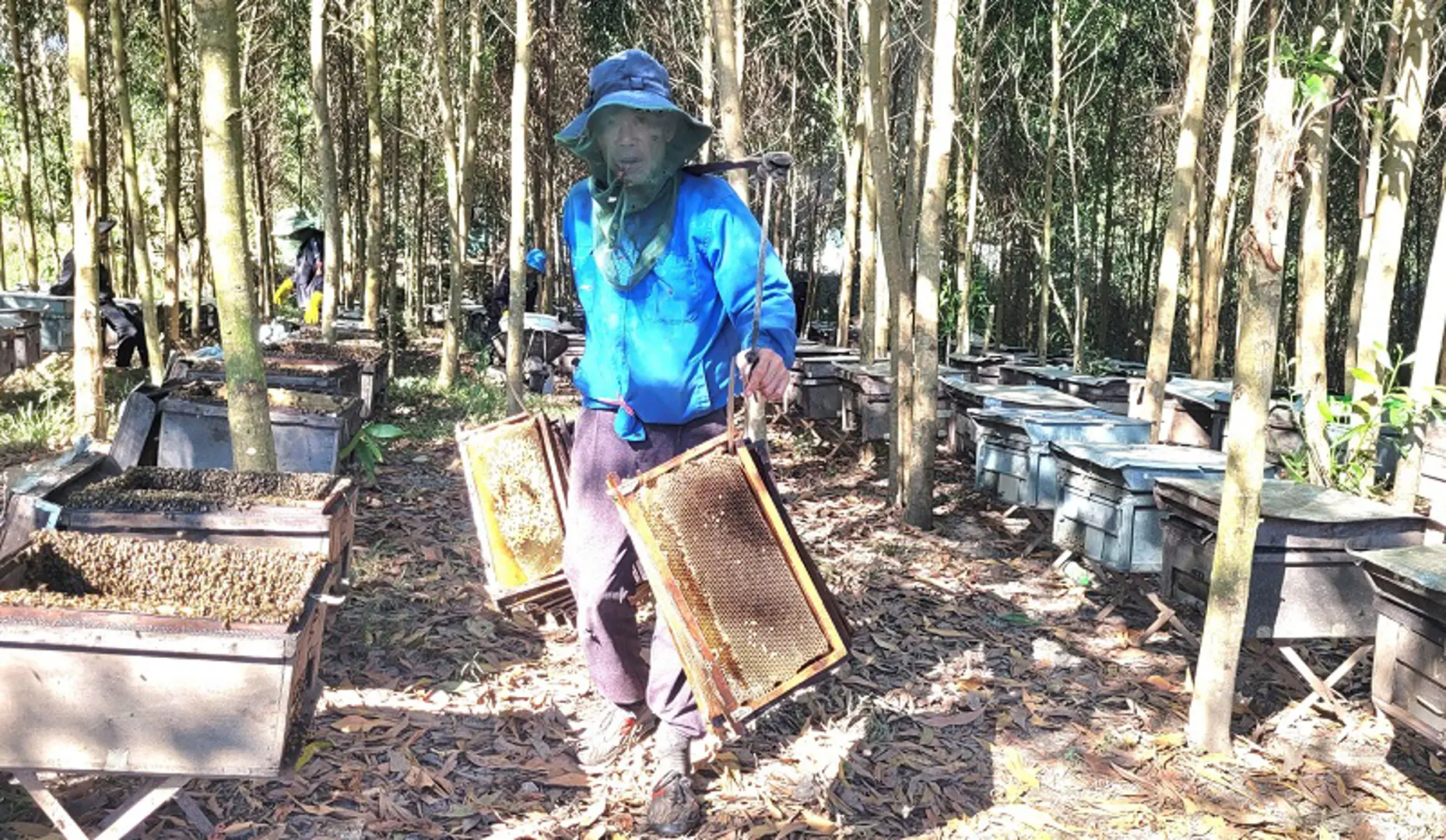 Hà Tĩnh: Người nuôi ong "du mục" phấn khởi vào mùa thu hoạch mật