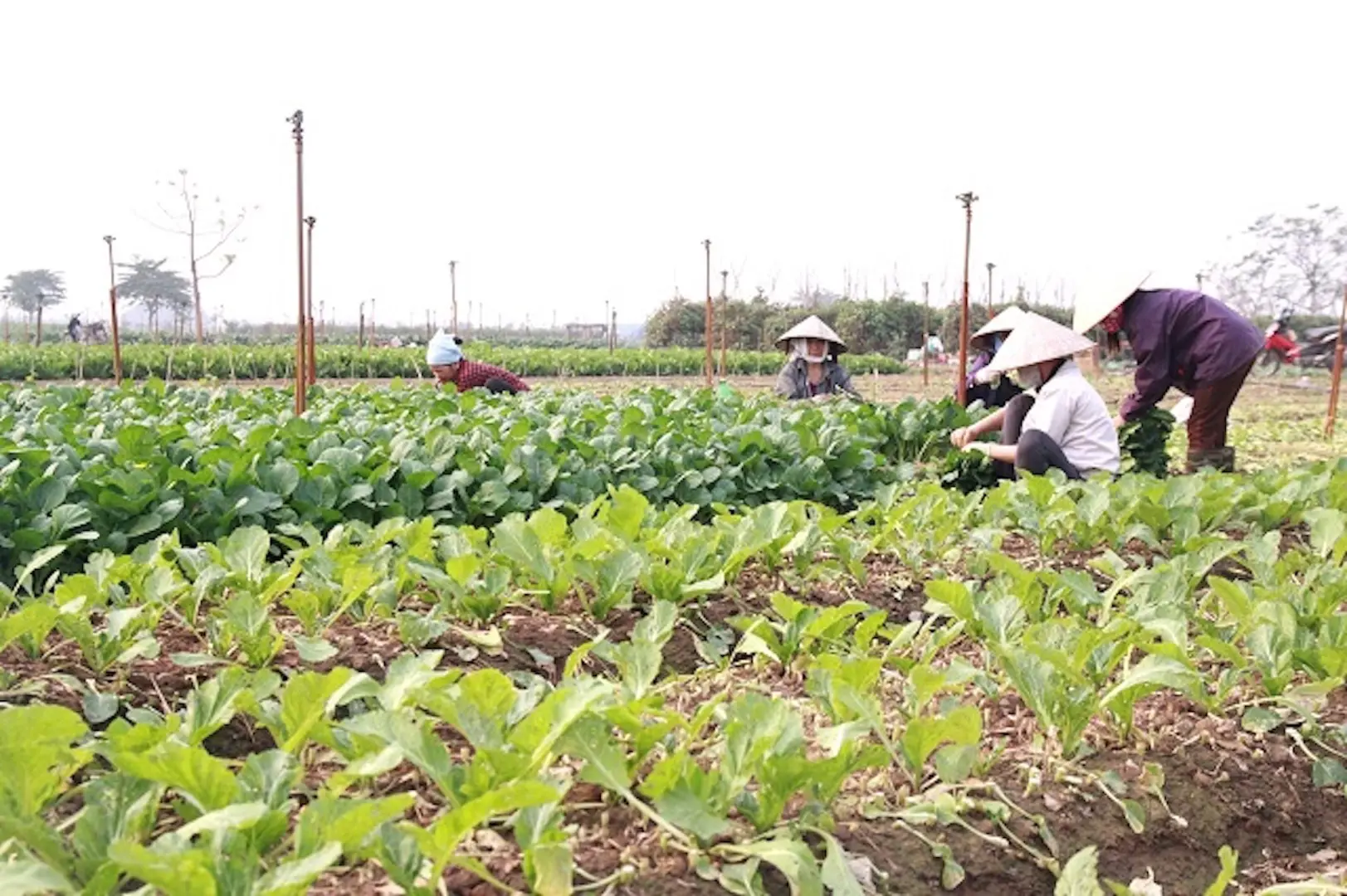 OCOP nâng tầm rau, củ, quả Đông Cao