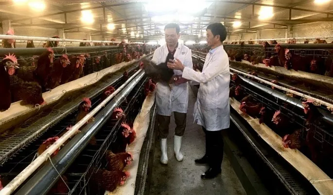 Phát triển kinh tế tuần hoàn, chăn nuôi hữu cơ là xu thế tất yếu