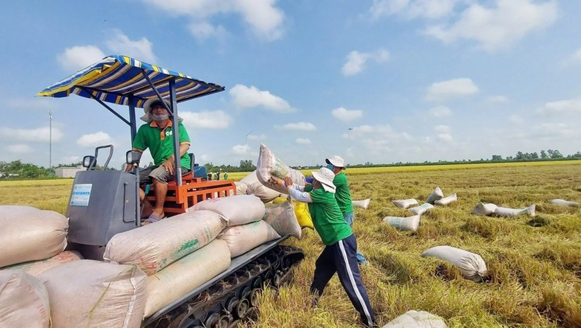 Loại bỏ tư duy kinh doanh “chộp giật” trong xuất khẩu gạo