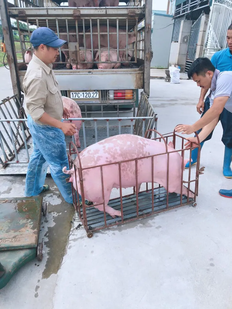 Giá heo hơi hôm nay 7/8/2023: Miền Bắc có giá cao nhất cả nước