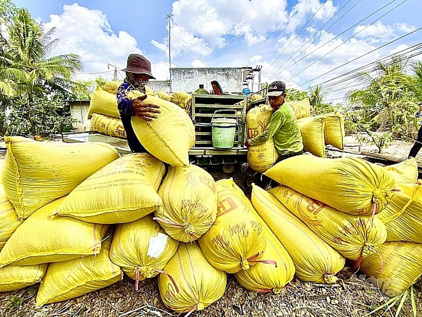 Giá lúa gạo hôm nay 19/8/2023: Tăng 500 đồng/kg