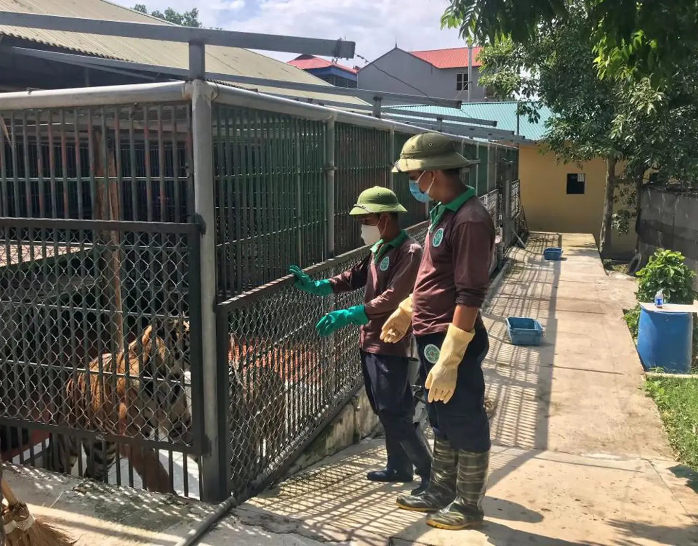 Nỗ lực bảo tồn loài hổ