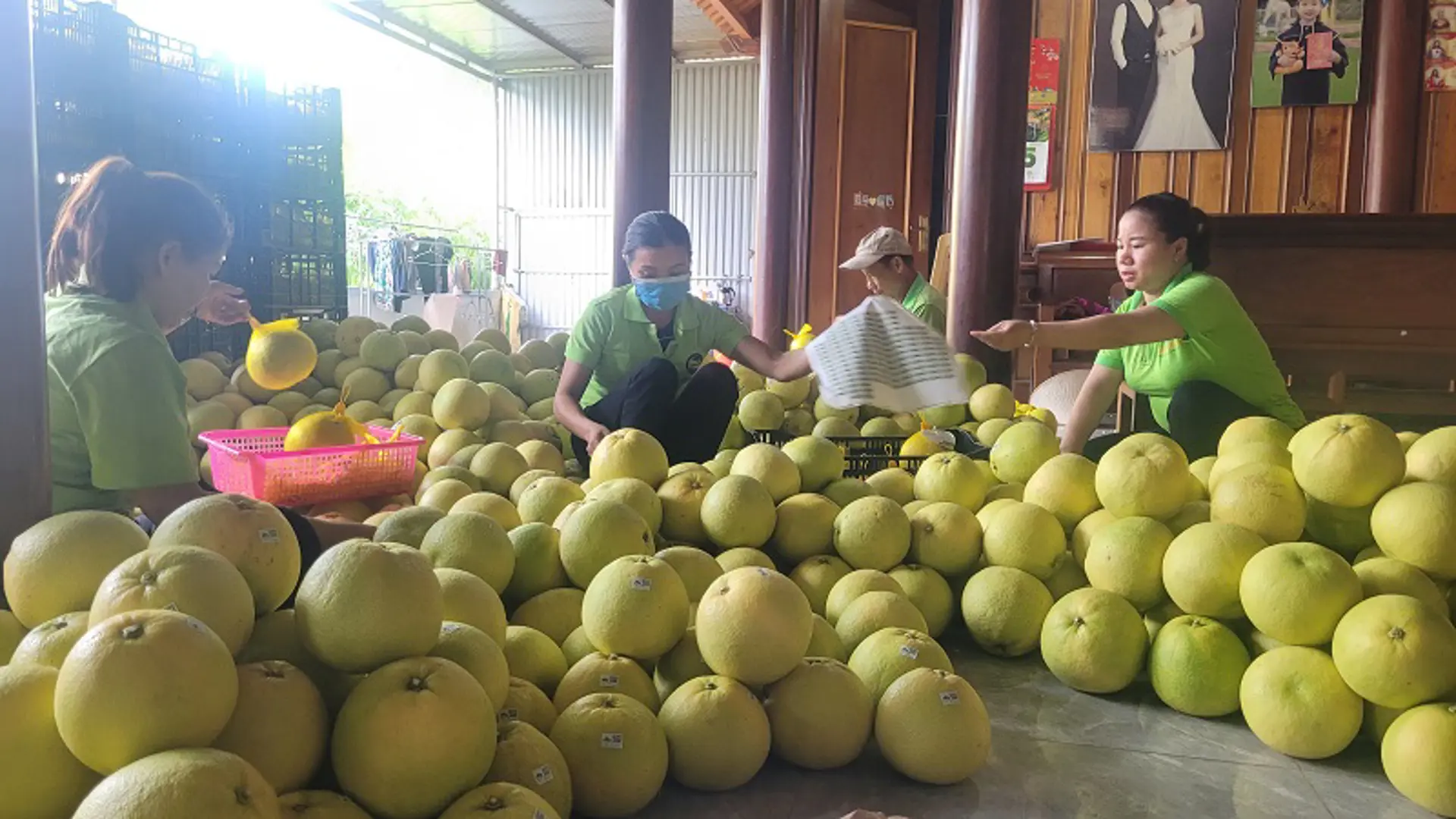 Hà Tĩnh: Rộn ràng mùa thu hoạch đặc sản bưởi Phúc Trạch