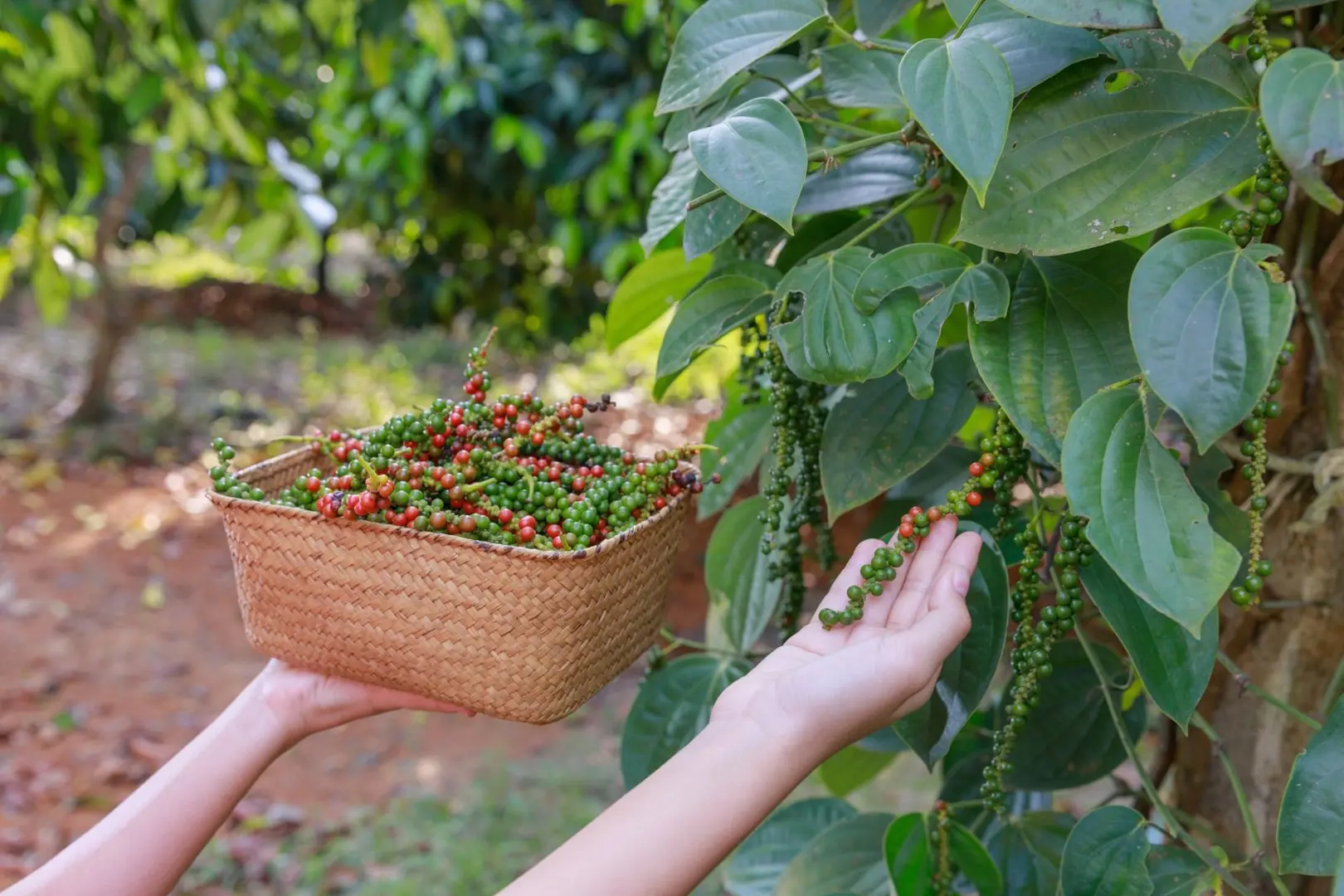 Giá tiêu hôm nay 30/8: Đồng loạt tăng trước kỳ nghỉ lễ 2/9