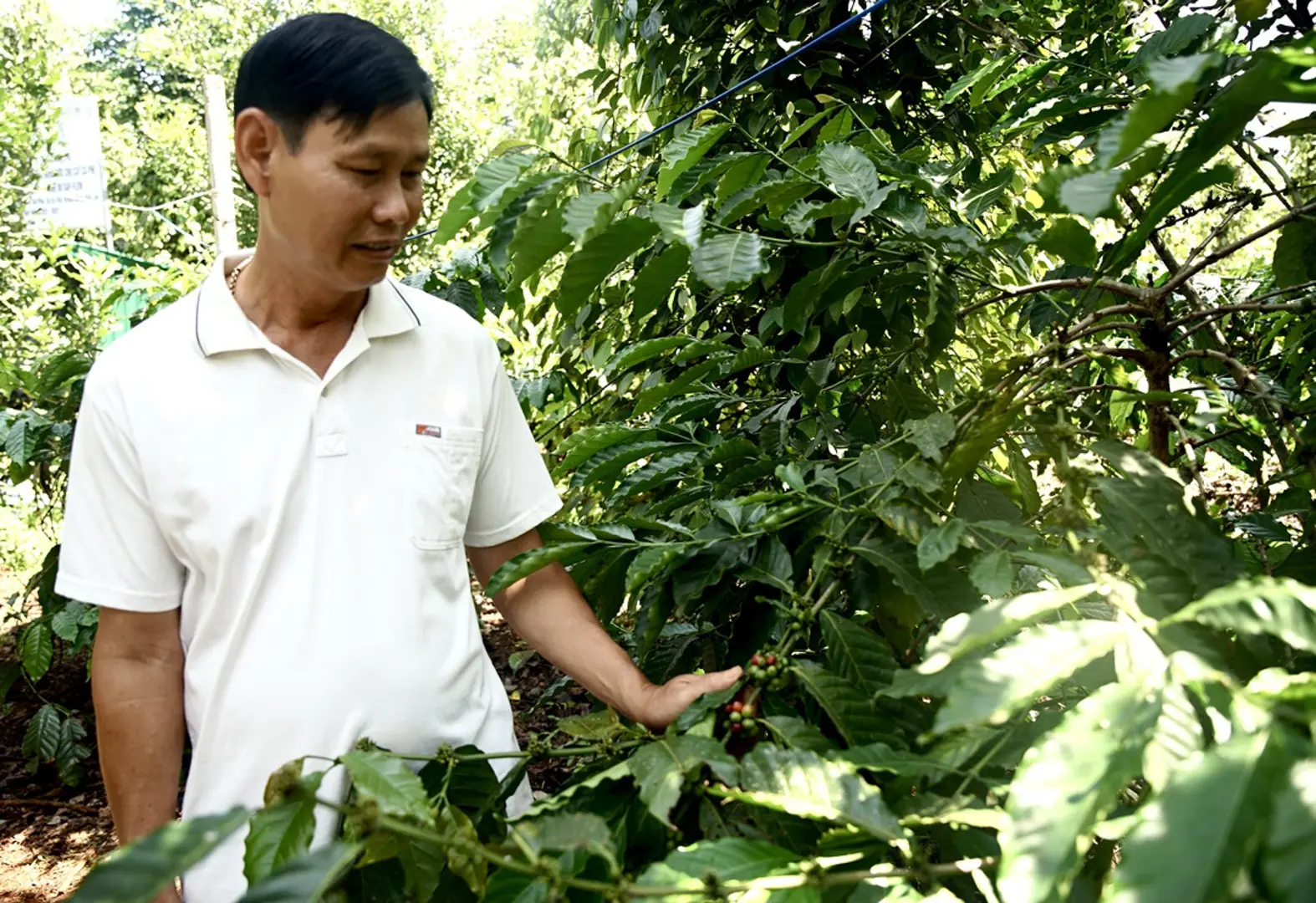 Giá tiêu hôm nay 2/9: Giá tiêu tại Ấn Độ và Indonesia tăng tốt