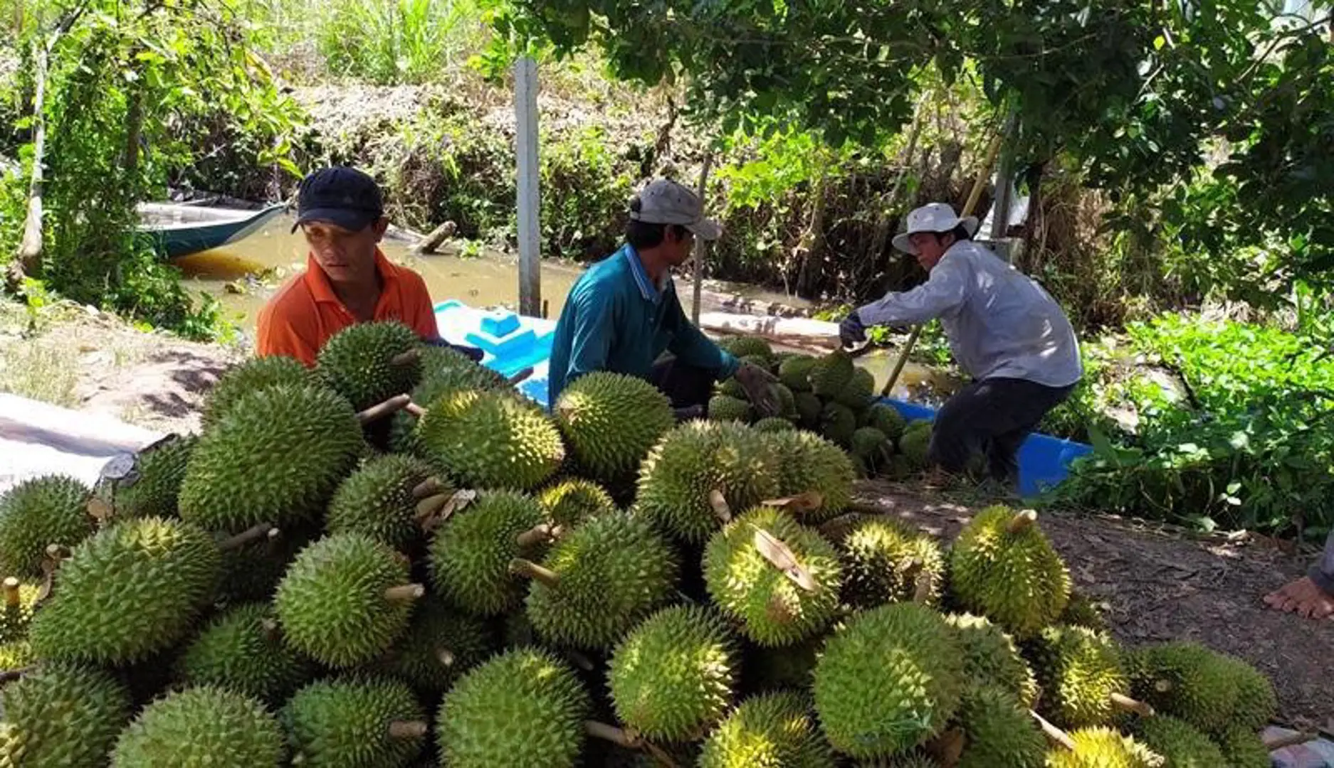 8 tháng, xuất khẩu rau quả đạt 3,4 tỷ USD, sầu riêng lập kỷ lục mới