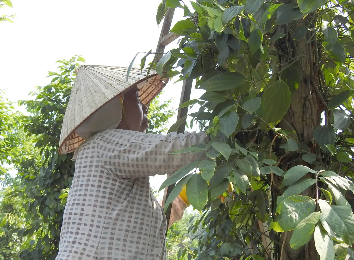 Giá tiêu hôm nay 6/9: Tăng 2 ngày liên tiếp, vụ tiêu Indonesia gần kết thúc