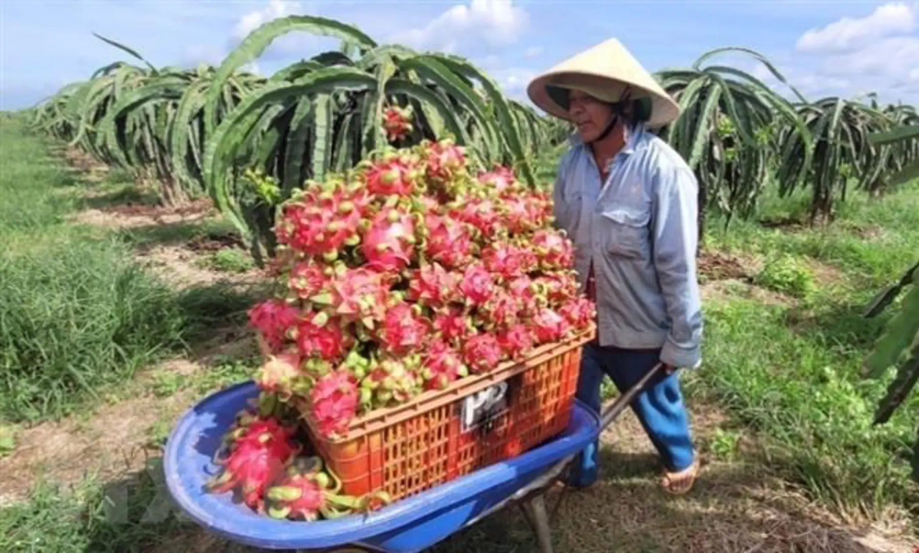 Việc xuất khẩu thanh long Việt Nam sang Anh vẫn diễn ra bình thường