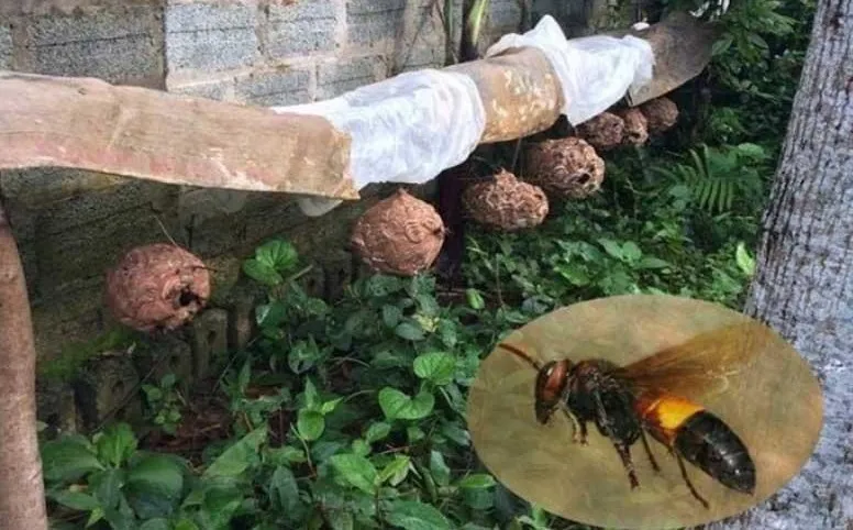 Bệnh viện Bạch Mai cảnh báo nhiều bệnh nhân bị ong đốt nguy kịch