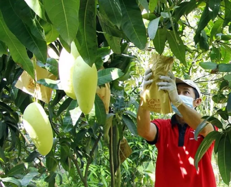 Nông sản xuất khẩu liên tục bị tuýt còi trả về, đâu là giải pháp?