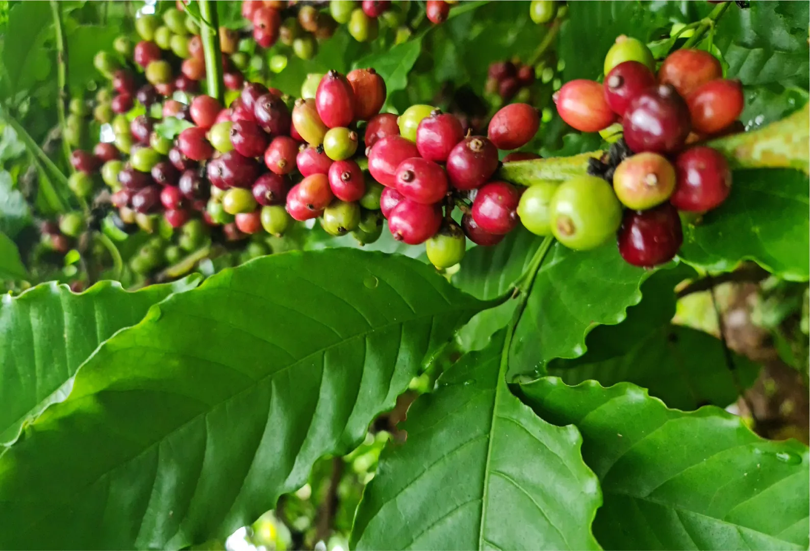 Giá cà phê hôm nay 3/10: Arabica bật tăng trở lại bất chấp USD cao ngất