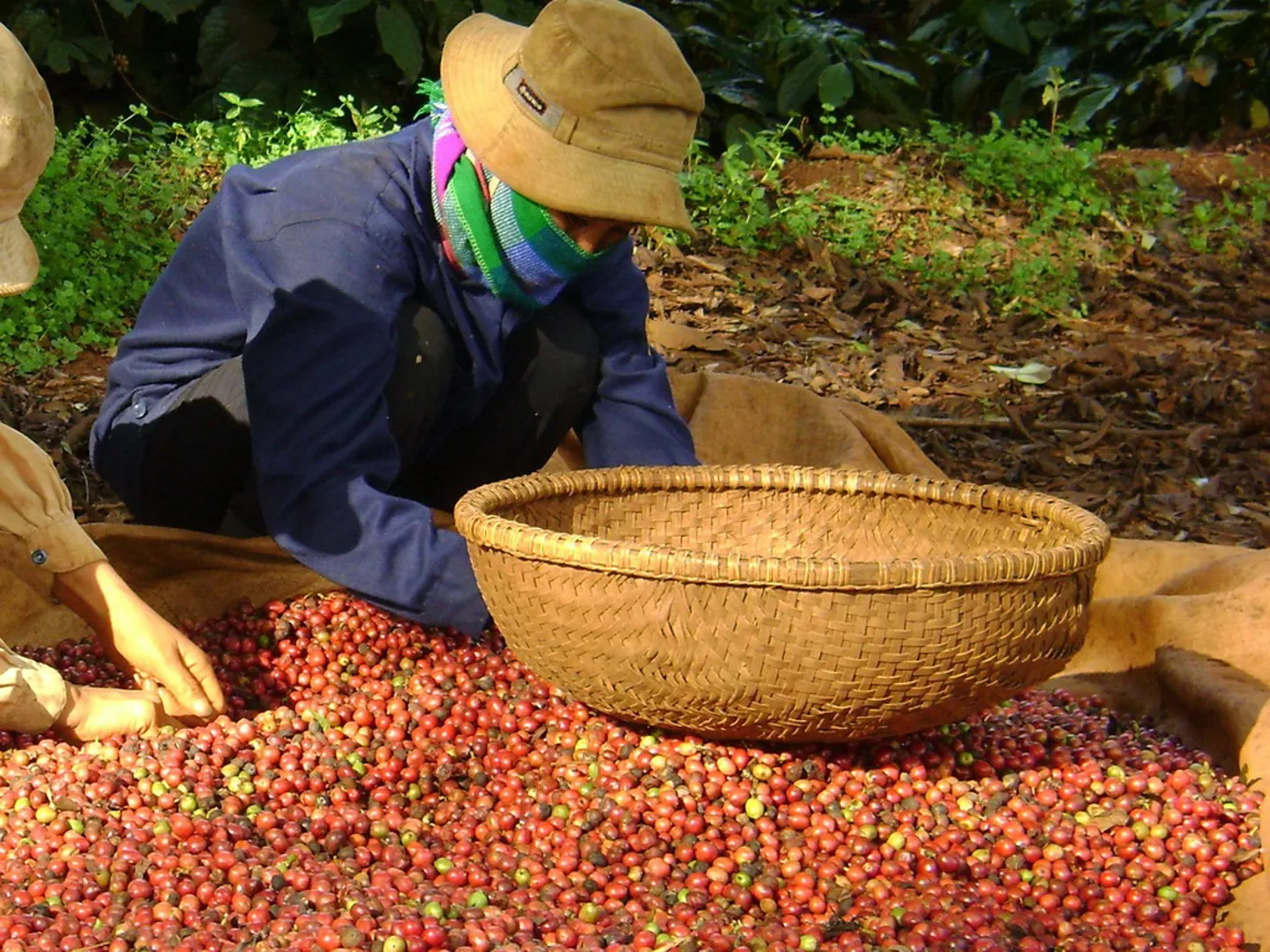 Giá cà phê hôm nay 7/10: Cà phê Arabica tăng nhẹ phiên cuối tuần