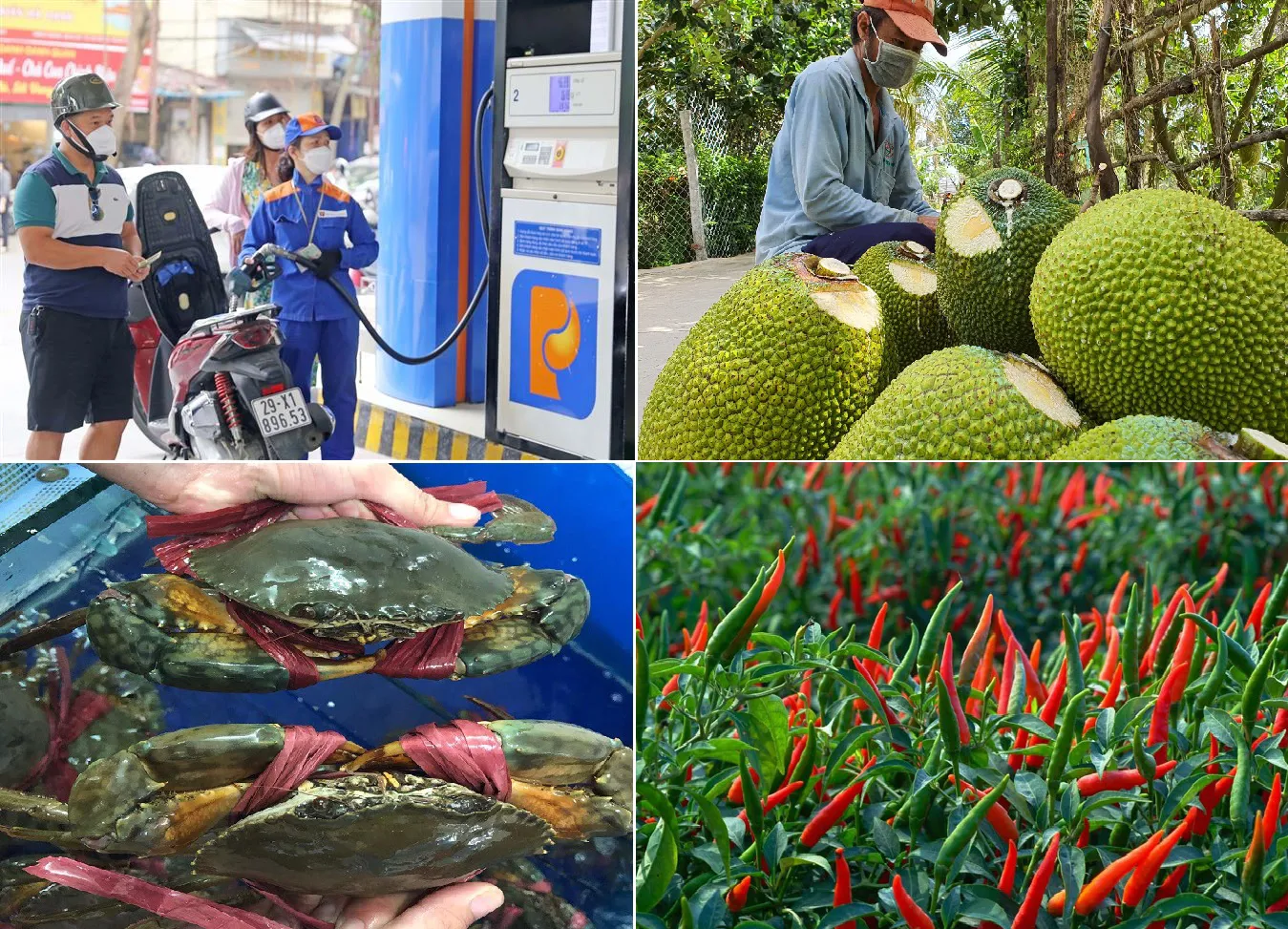 Tiêu dùng trong tuần (2-8/10/2023): Giá ớt tăng vọt, mít Thái giảm còn 5.000 đồng/kg