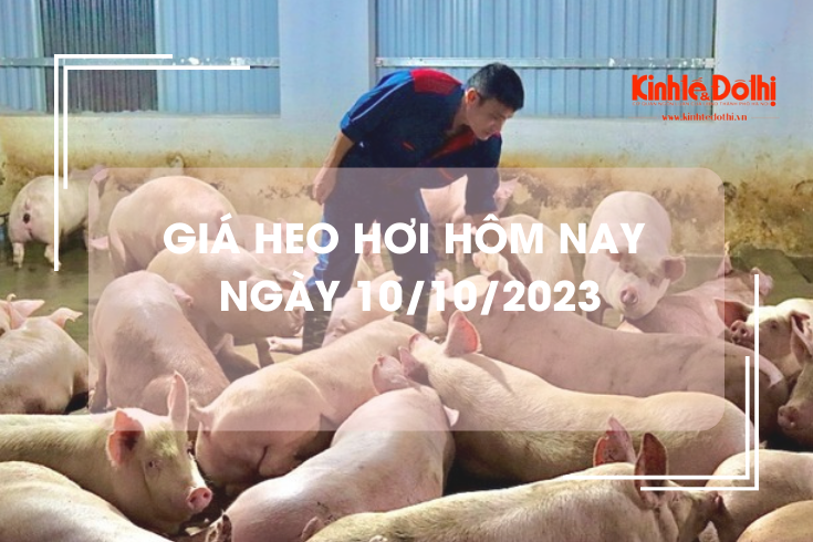 Giá heo hơi hôm nay 10/10/2023: Giảm 1.000 đồng/kg