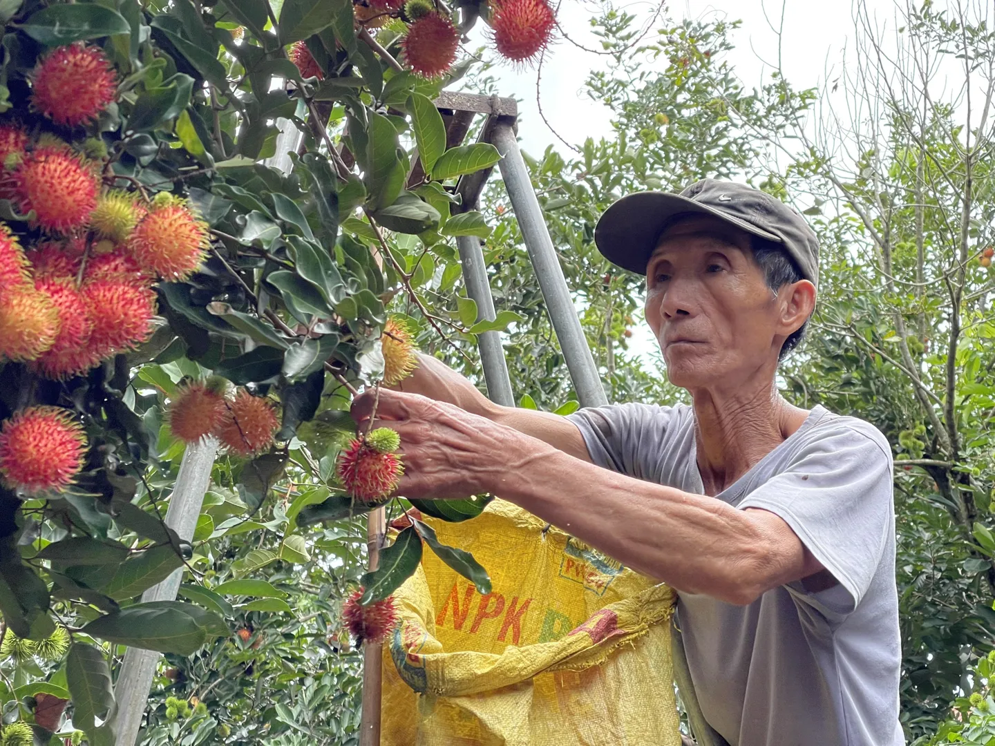 Thủ phủ cây chôm chôm ở Quảng Ngãi bước vào vụ thu hoạch