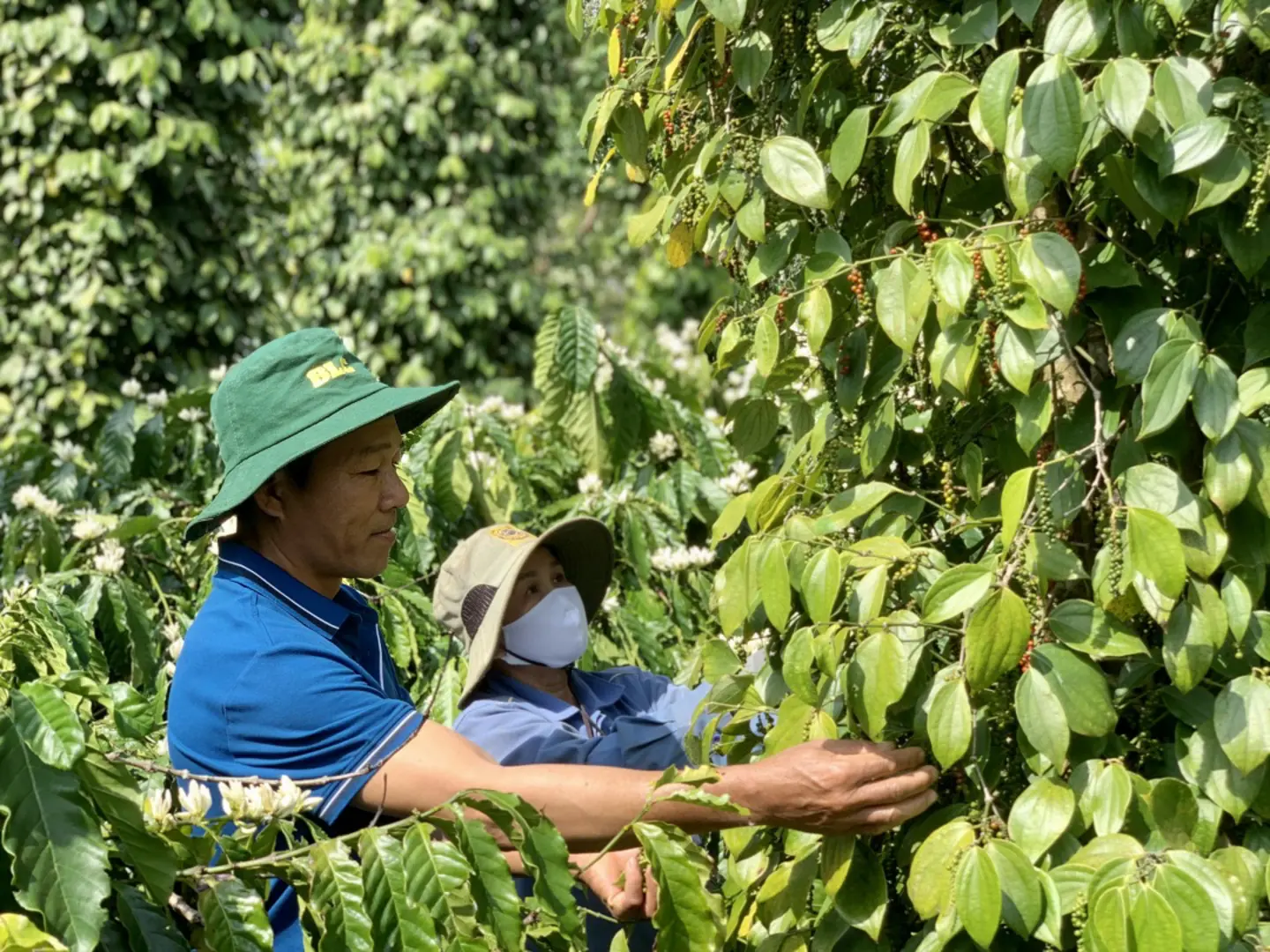 Giá tiêu hôm nay 13/10: Hồ tiêu Brazil nhập khẩu về Việt Nam tăng mạnh