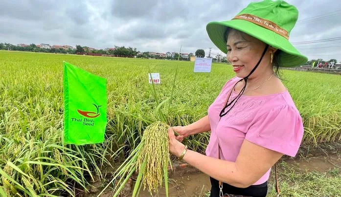 ThaiBinh Seed được Bộ NN&PTNT chỉ định thử nghiệm chất lượng hạt giống cây trồng