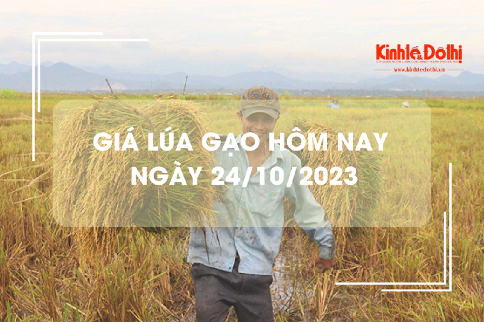 Giá lúa gạo hôm nay 24/10/2023: Giá lúa bật tăng, giá gạo quay đầu giảm