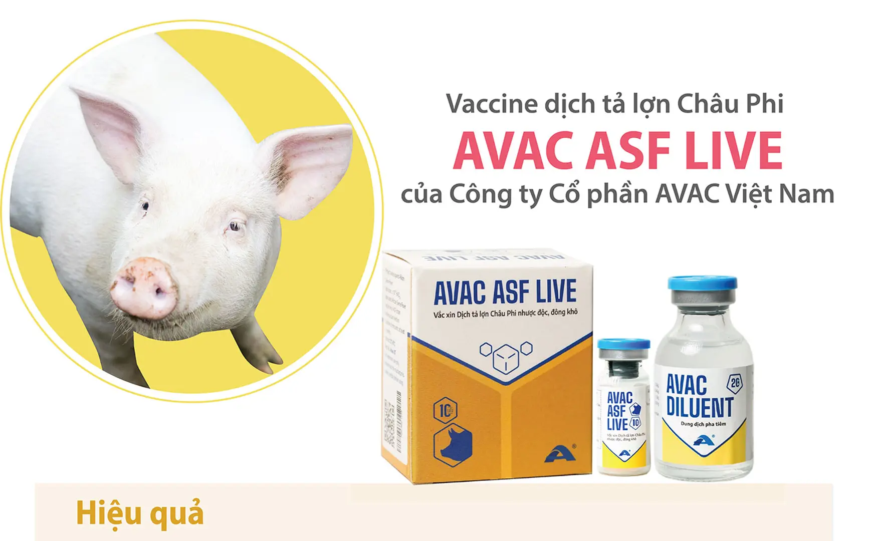 Vaccine dịch tả lợn châu Phi do Việt Nam sản xuất chính thức được xuất khẩu