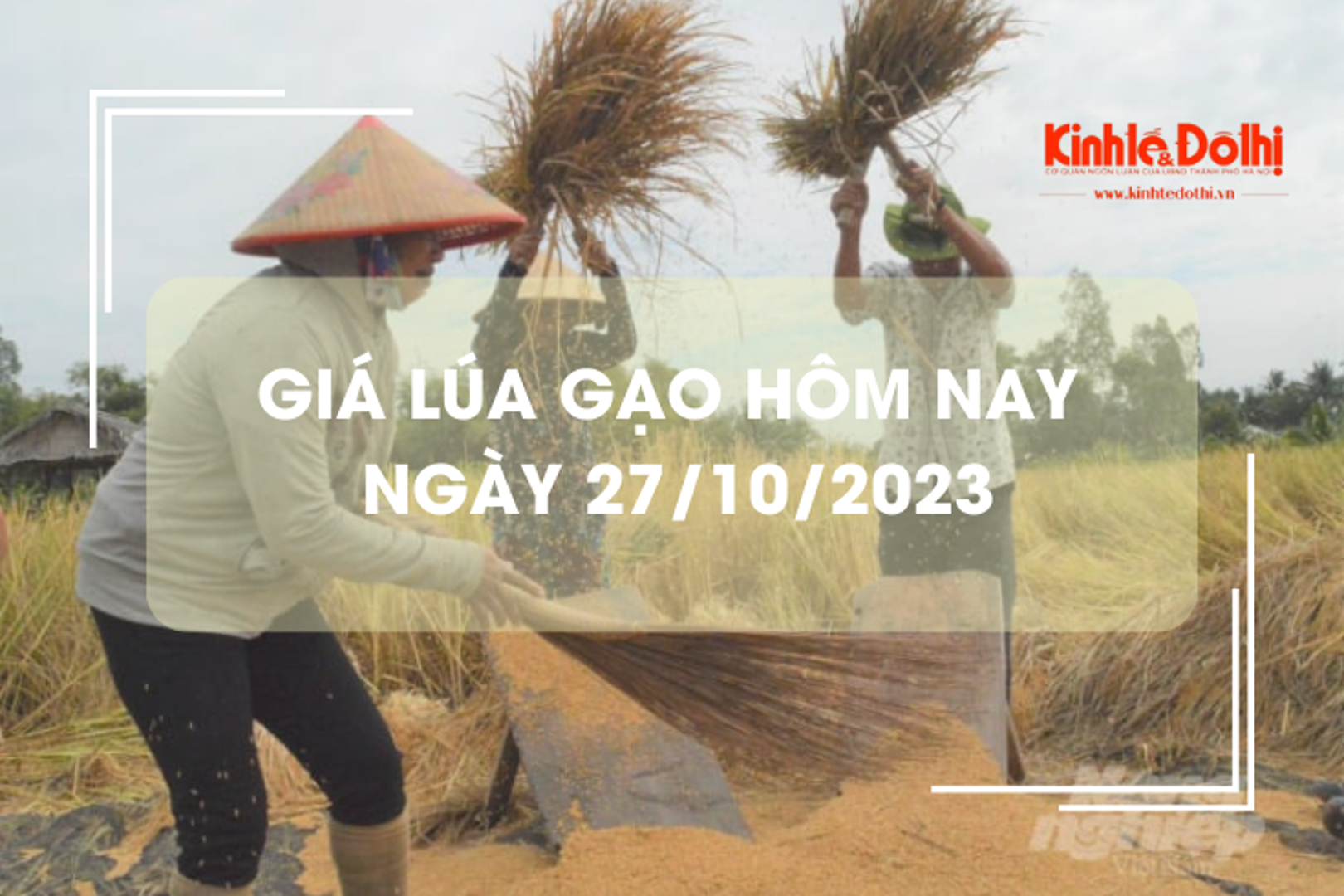 Giá lúa gạo hôm nay 27/10/2023: Đồng loạt tăng nhẹ