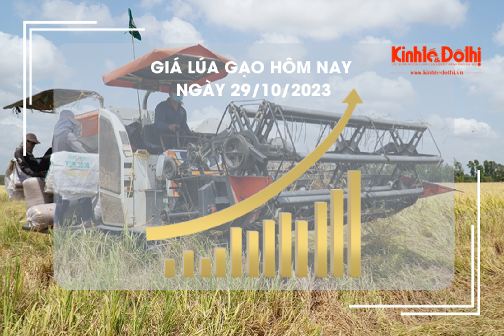 Giá lúa gạo hôm nay 29/10/2023: Lúa chững, giá gạo tiếp đà tăng