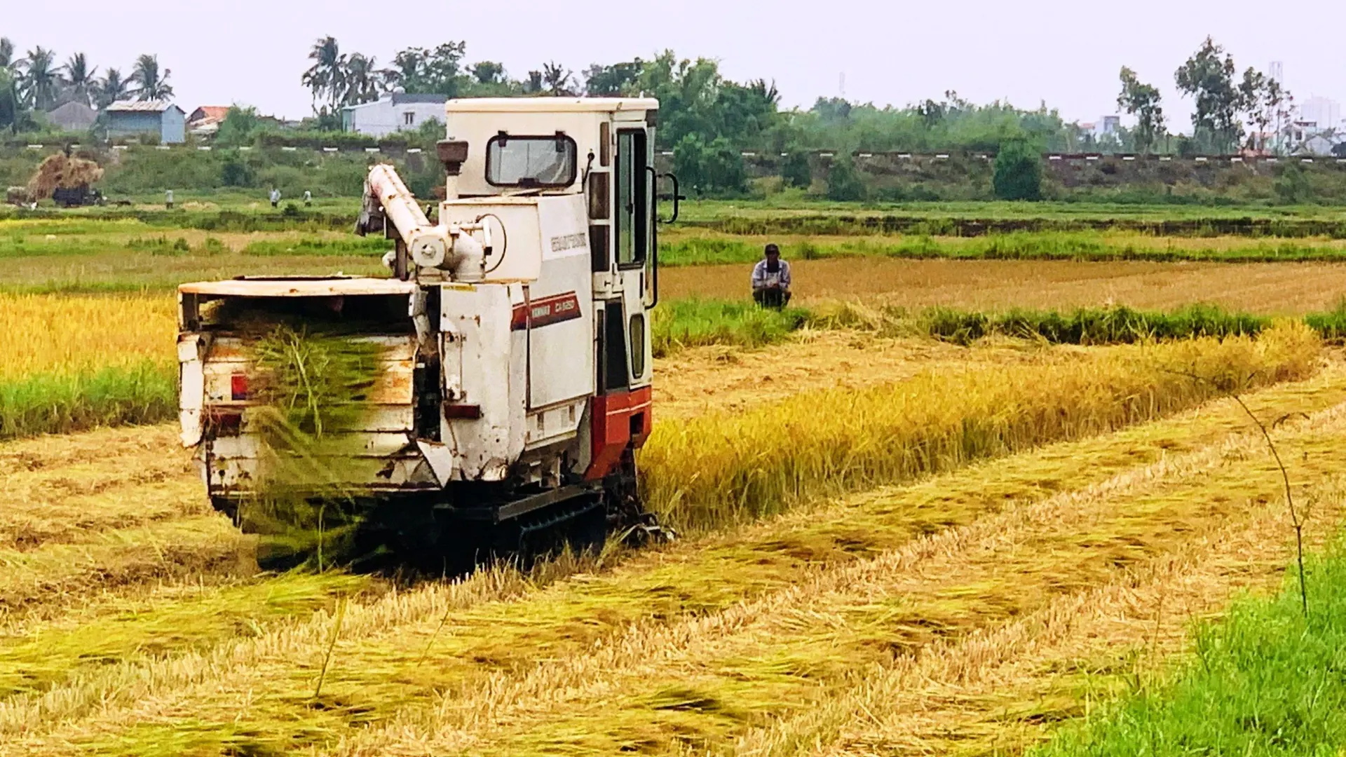 Sản xuất nông nghiệp chủ động thích ứng trước biến đổi khí hậu