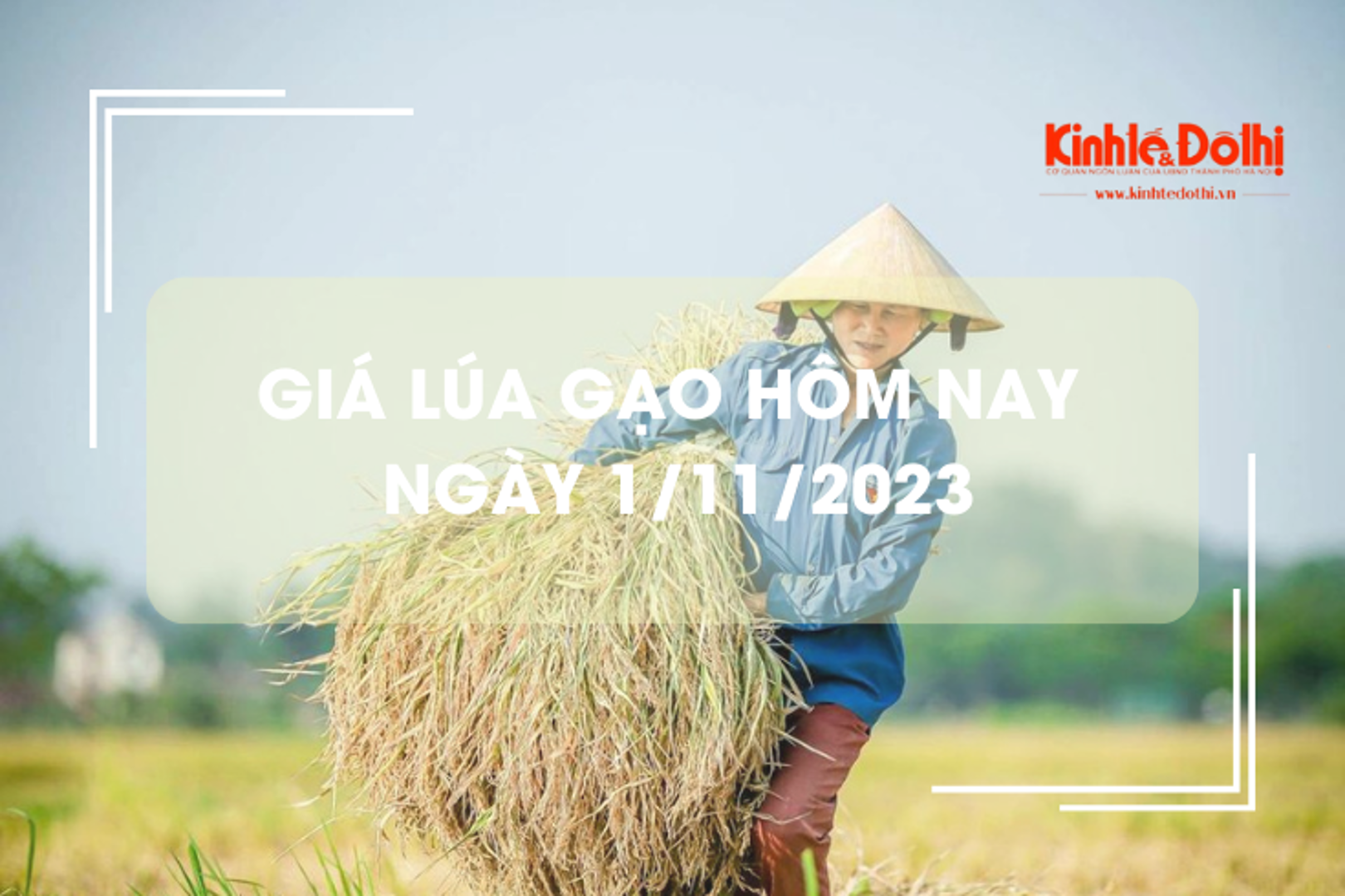 Giá lúa gạo hôm nay 1/11/2023: Đồng loạt tăng nhẹ