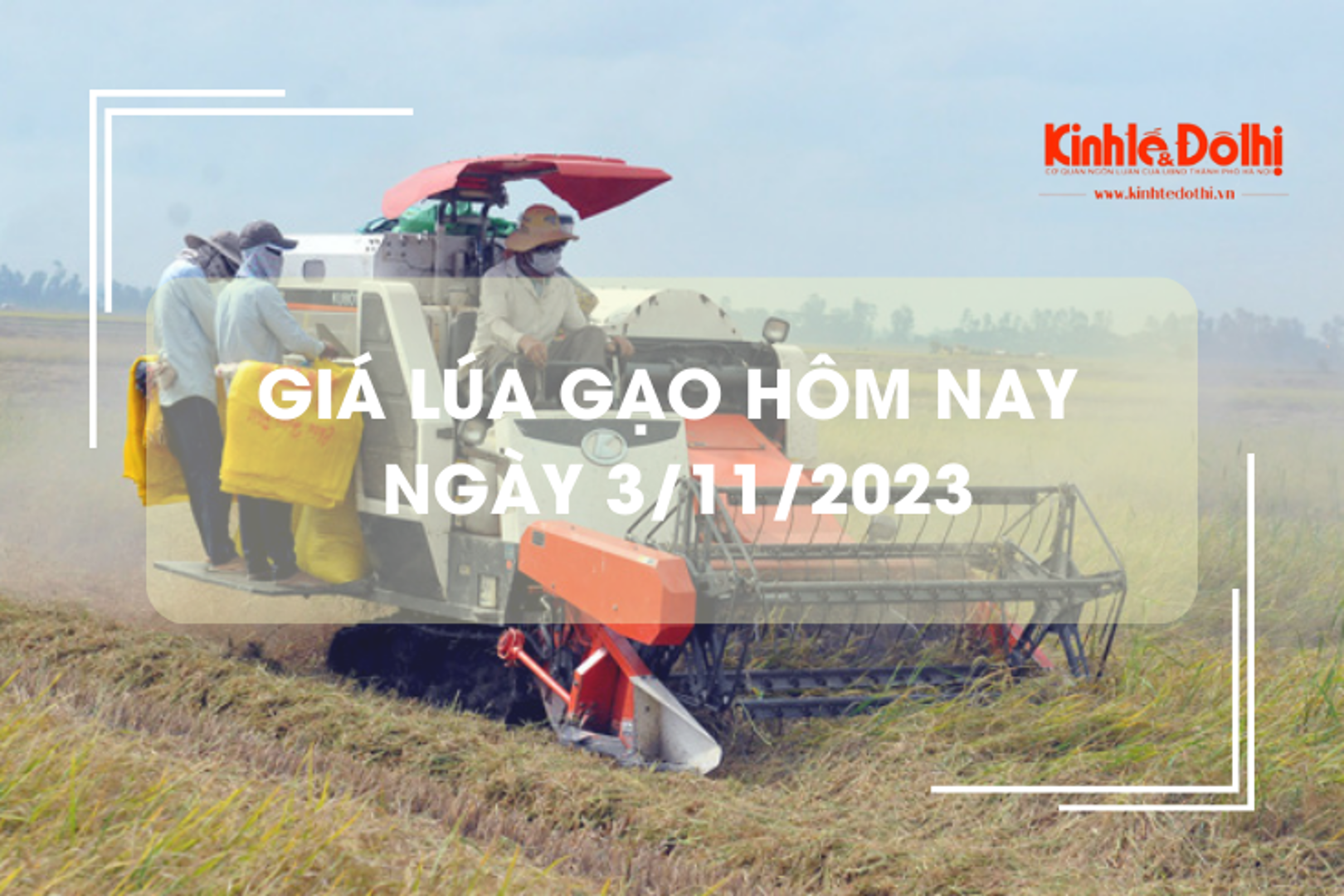 Giá lúa gạo hôm nay 3/11/2023: Giá lúa chững, giá gạo giảm