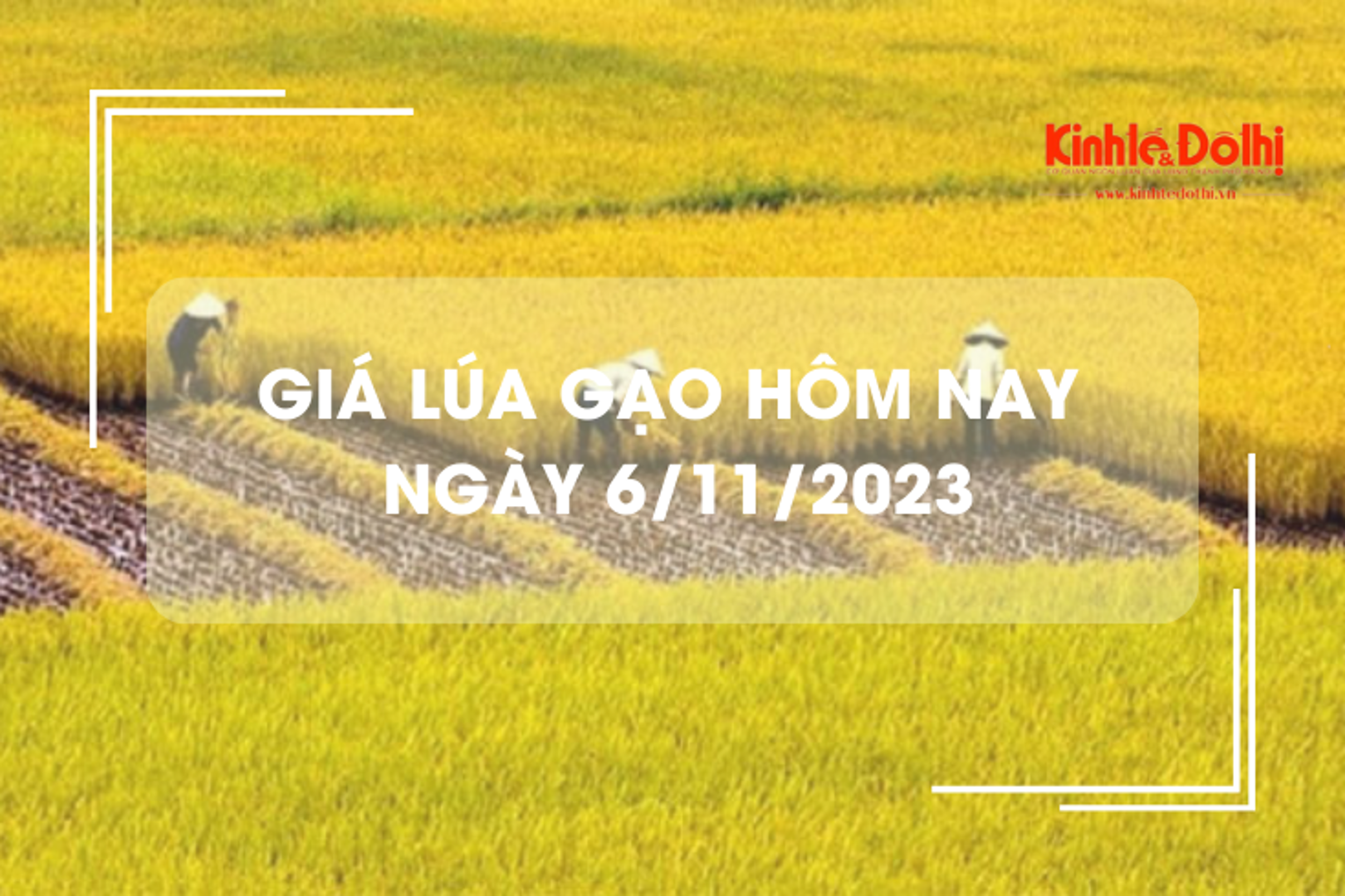 Giá lúa gạo hôm nay 6/11/2023: Tiếp tục đi ngang 