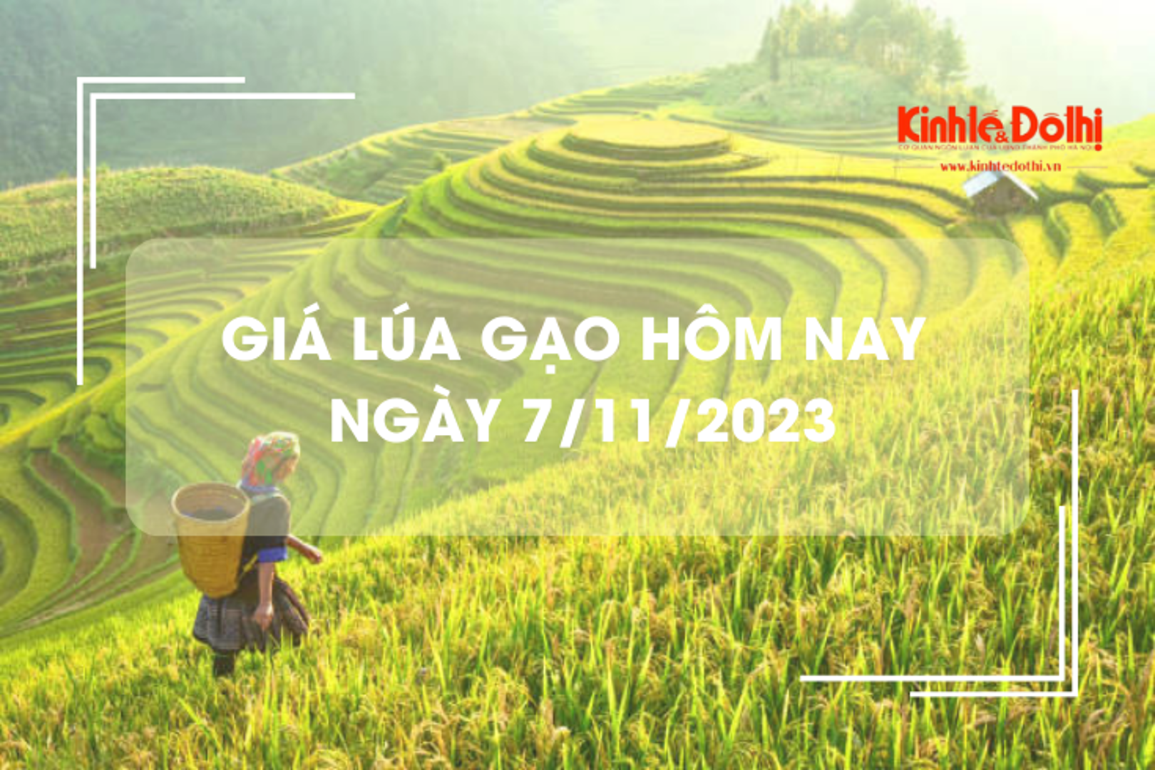 Giá lúa gạo hôm nay 7/11/2023: Giá gạo trong nước giảm nhẹ