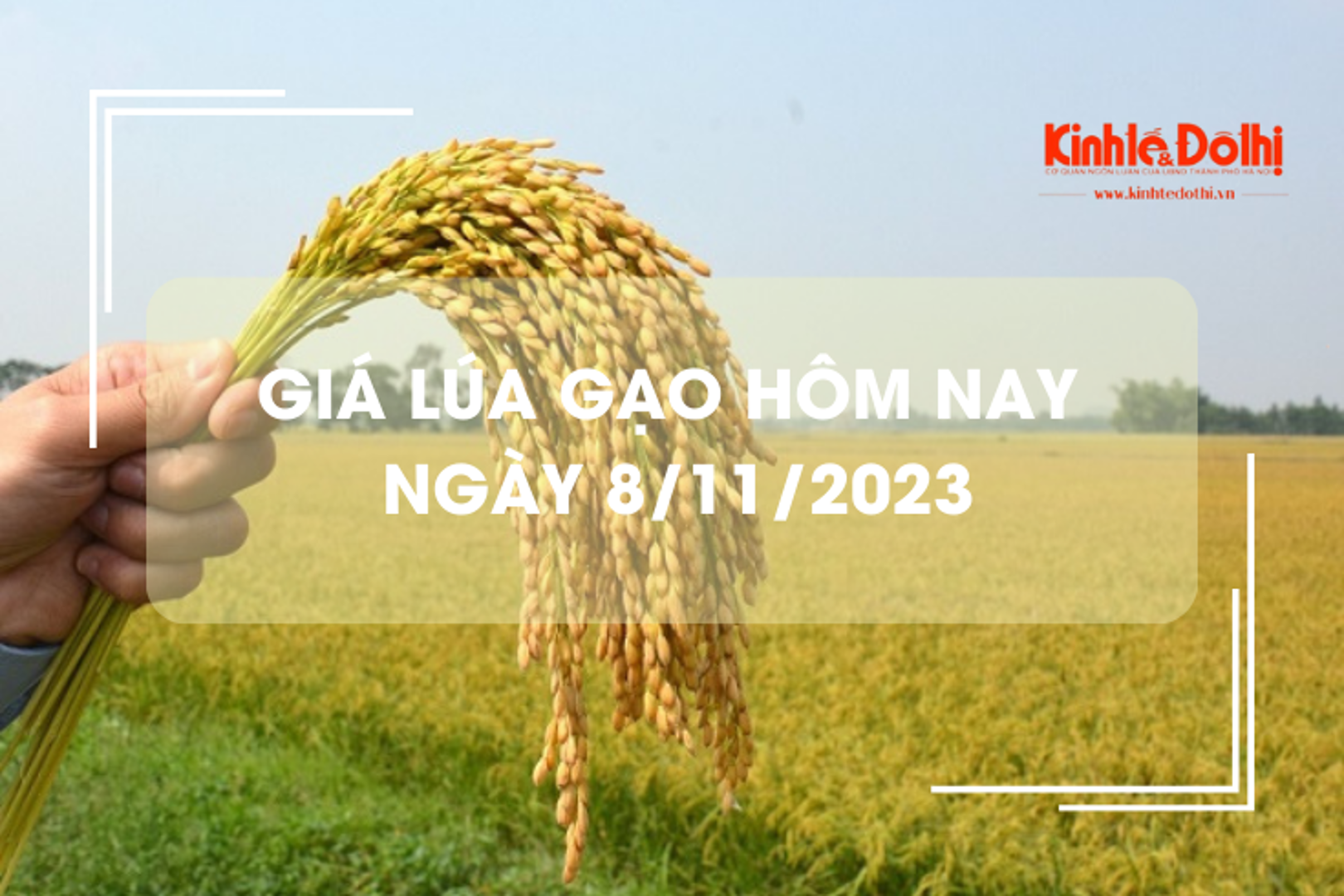 Giá lúa gạo hôm nay 8/11/2023: Giá lúa tăng mạnh, giá gạo giảm