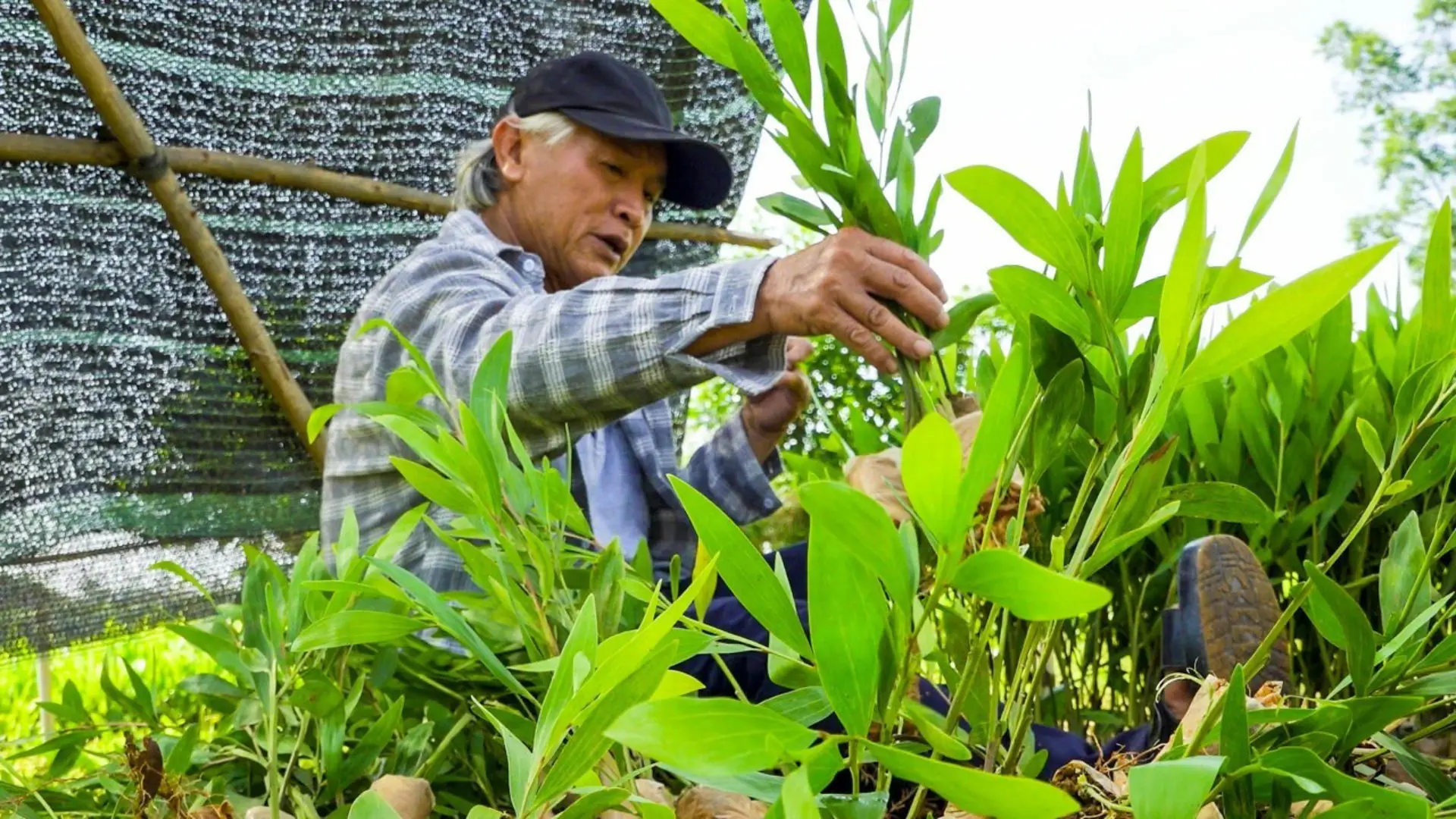 Quảng Ngãi: Tìm hướng phát triển bền vững cho “cây thoát nghèo”