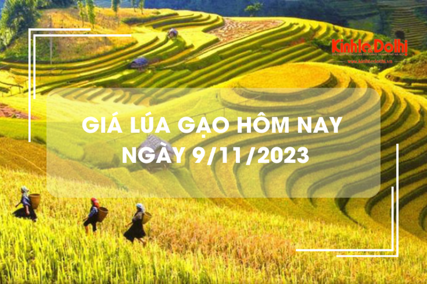 Giá lúa gạo hôm nay 9/11/2023: Giá lúa chững, giá gạo tăng nhẹ