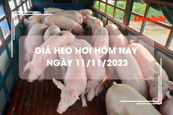 Giá heo hơi hôm nay 11/11/2023: Giảm nhẹ 1.000 đồng/kg tại miền Bắc