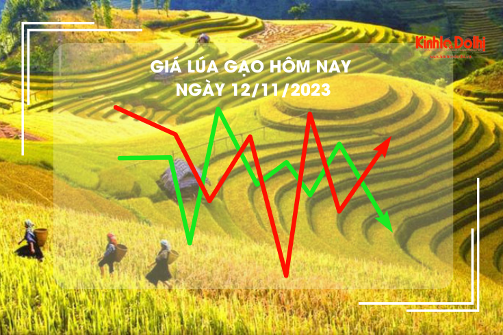 Giá lúa gạo hôm nay 12/11/2023: Đi ngang trong phiên cuối tuần 