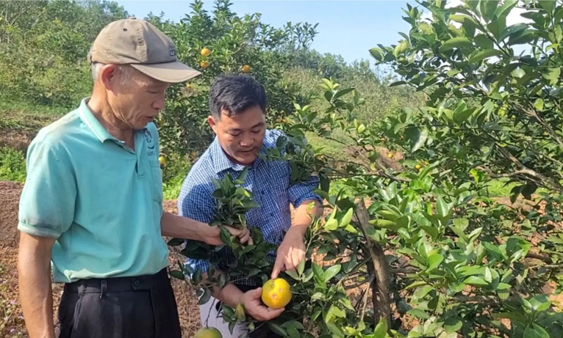 Hà Tĩnh: Giải pháp phòng ngừa thiệt hại kinh tế khi cam rụng quả hàng loạt