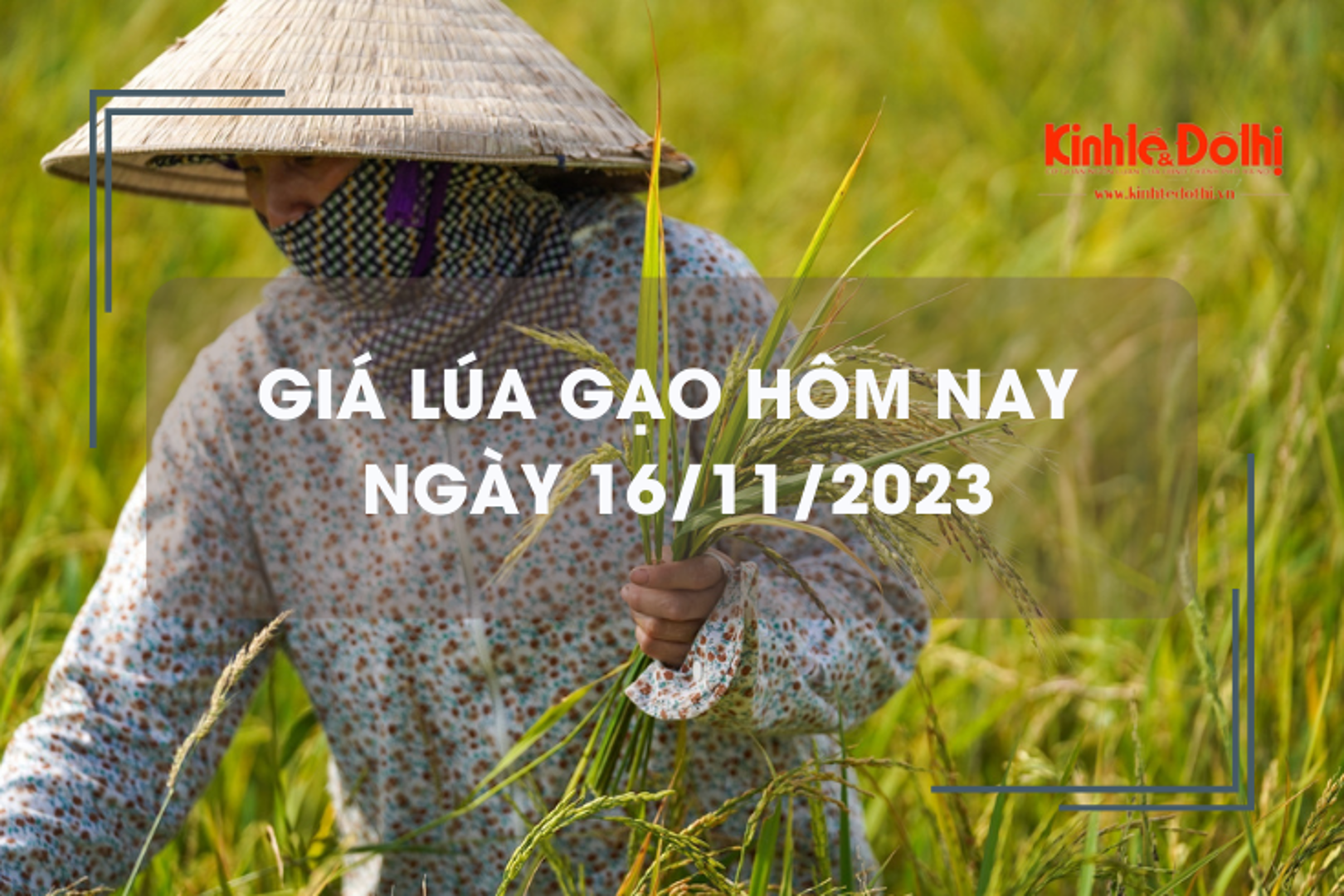 Giá lúa gạo hôm nay 16/11/2023: Đồng loạt đi ngang