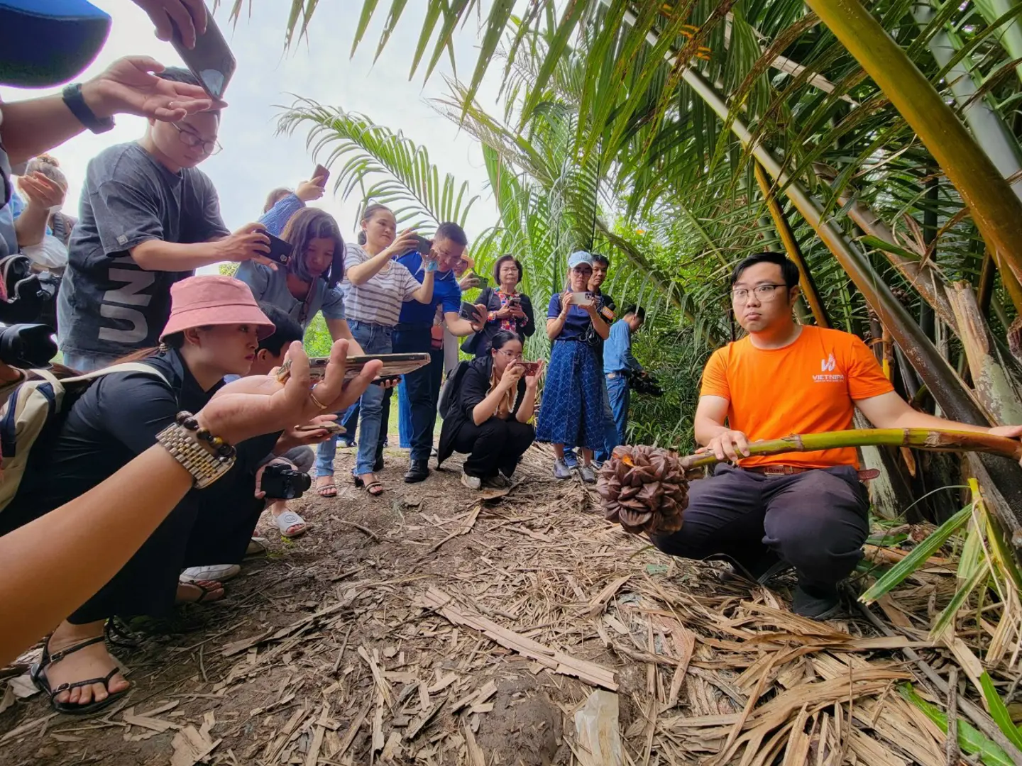 Vietnipa đánh thức tiềm năng cây dừa nước trong phát triển kinh tế xanh