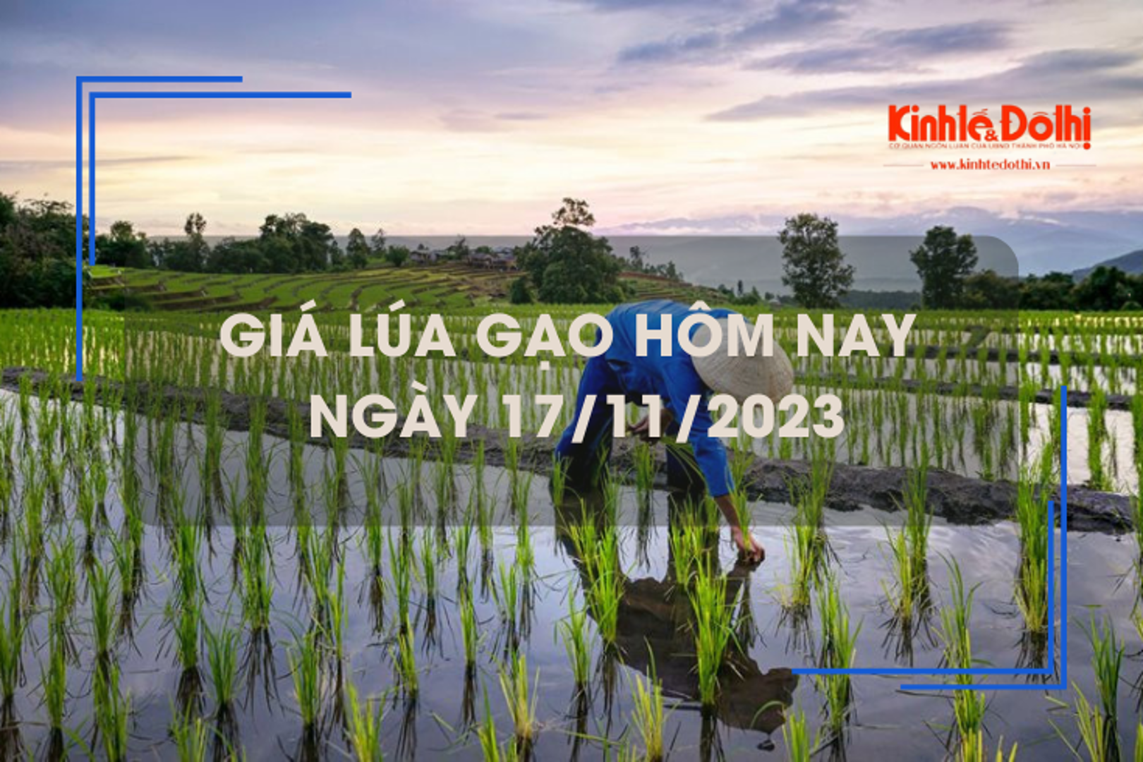 Giá lúa gạo hôm nay 17/11/2023: Giá lúa tăng, giá gạo chững 