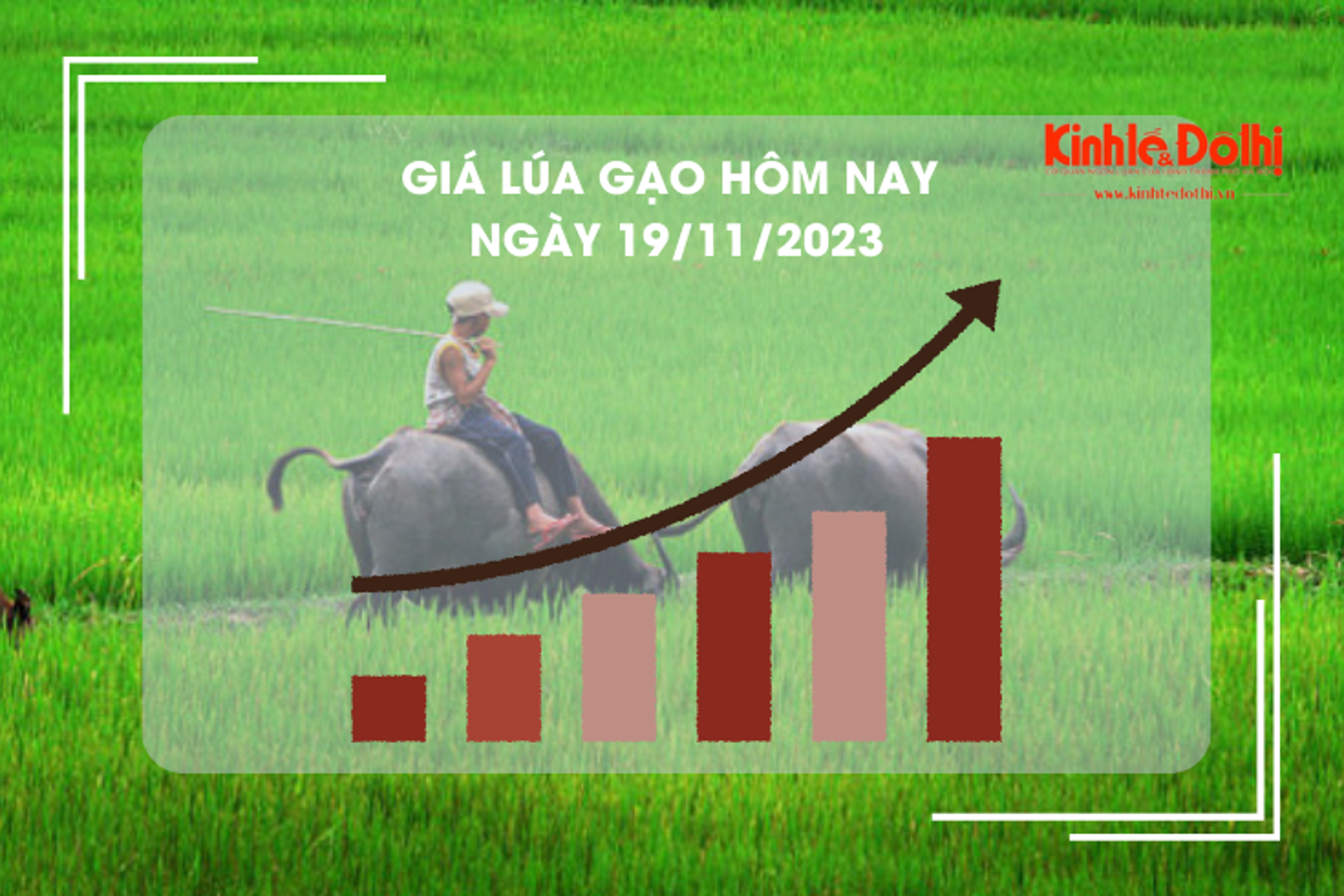 Giá lúa gạo hôm nay 19/11/2023: Tiếp đà đi ngang