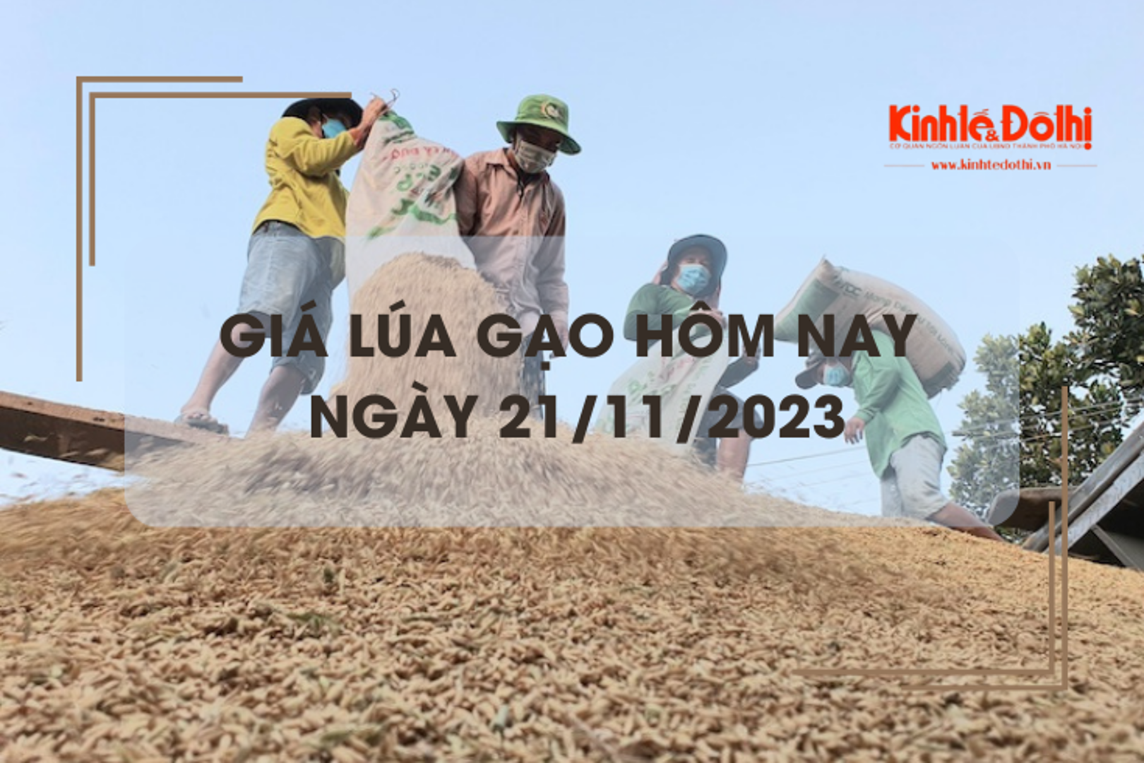 Giá lúa gạo hôm nay 21/11/2023: Giá lúa giảm nhẹ, giá gạo chững