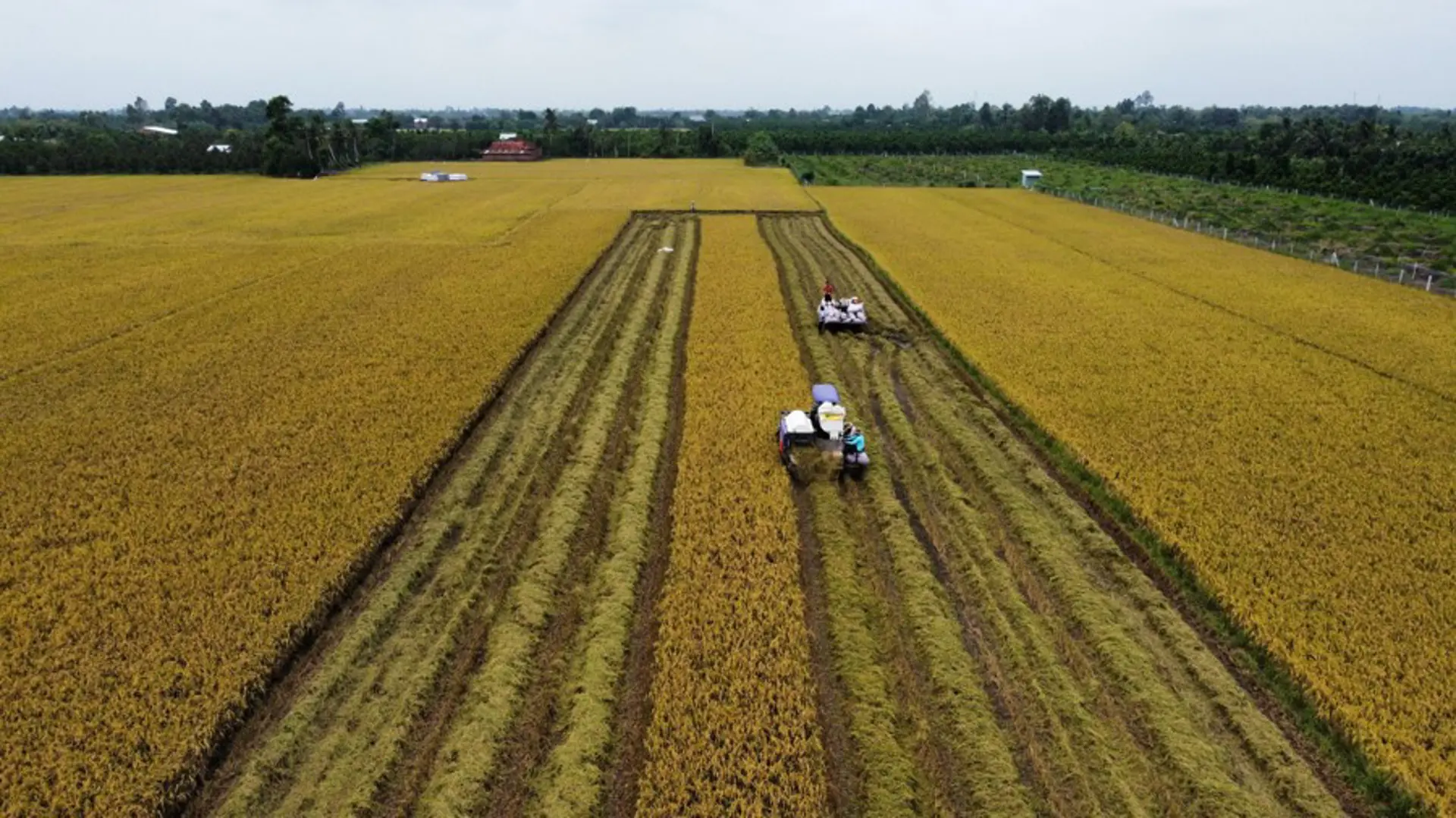 Trung tâm liên kết nông sản - Động lực thúc đẩy phát triển vùng